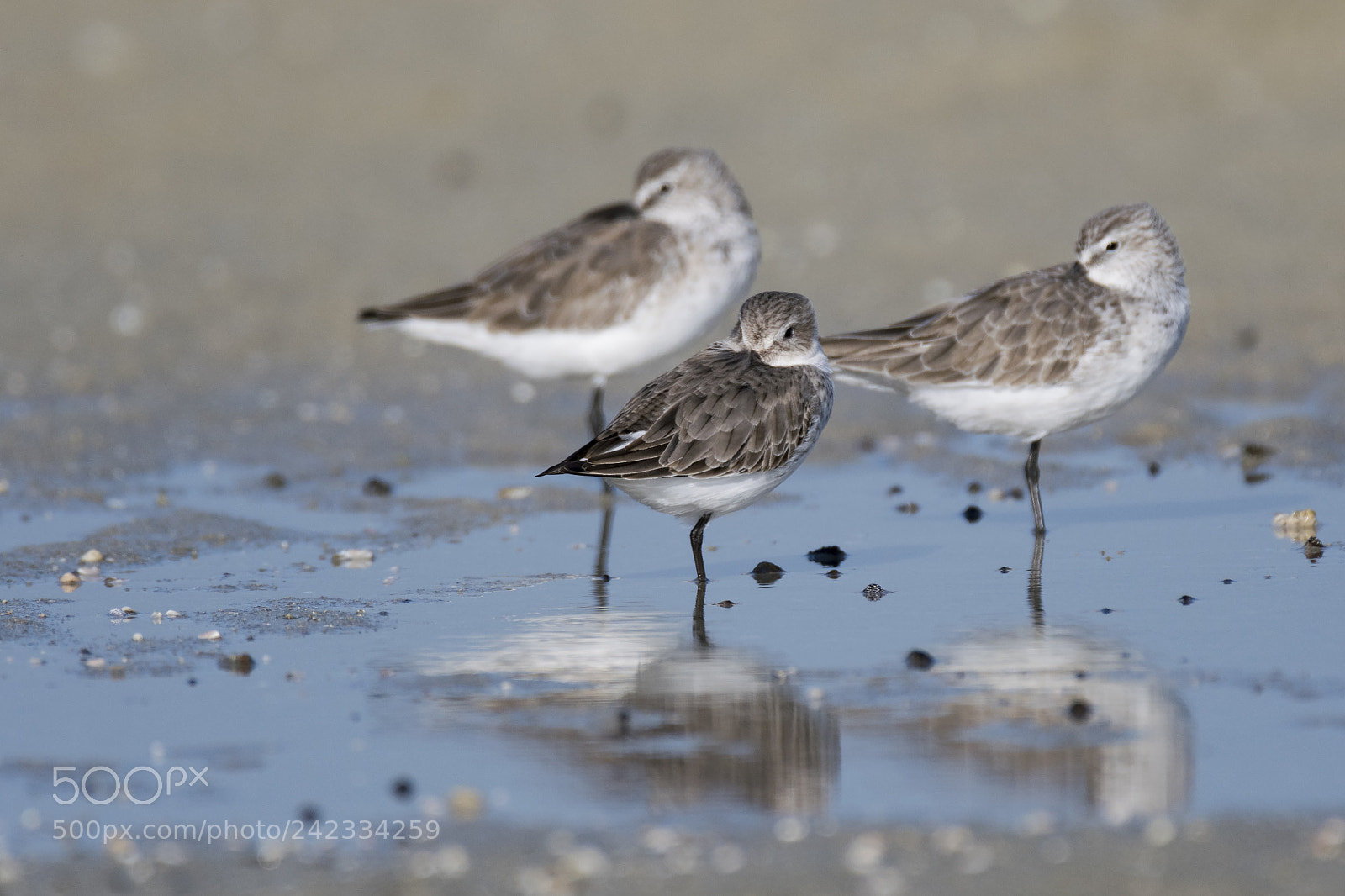 Nikon D500 sample photo. Kentish plover photography