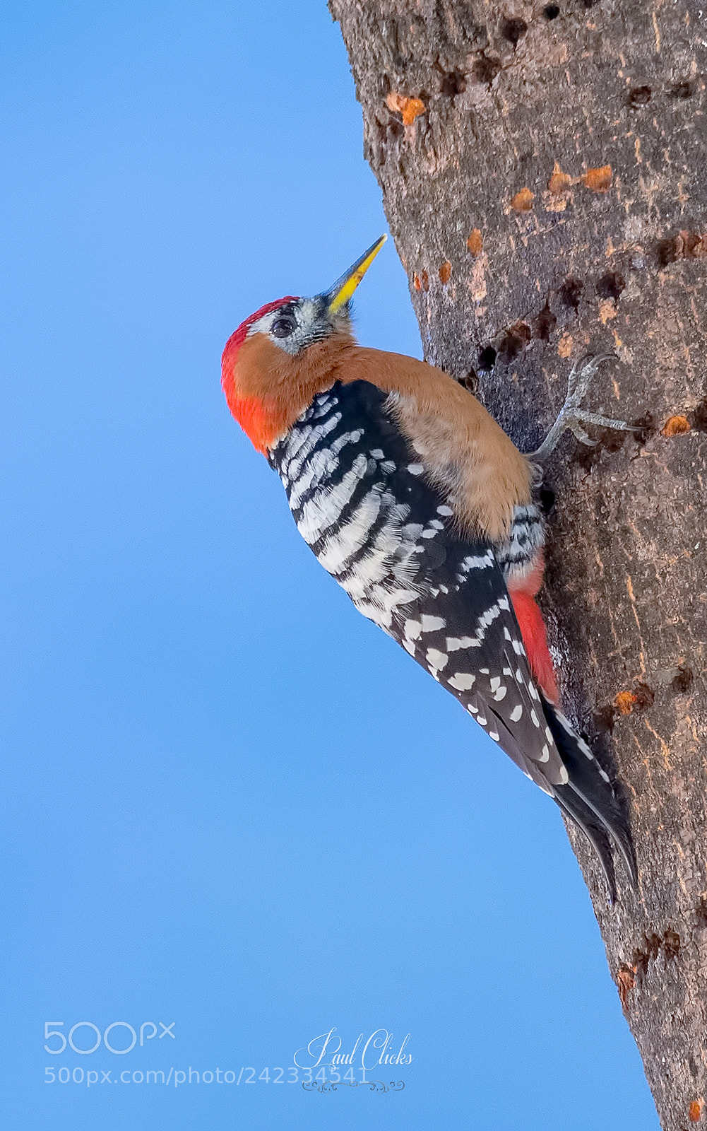 Nikon D500 sample photo. Rufous beliied woodpecker photography