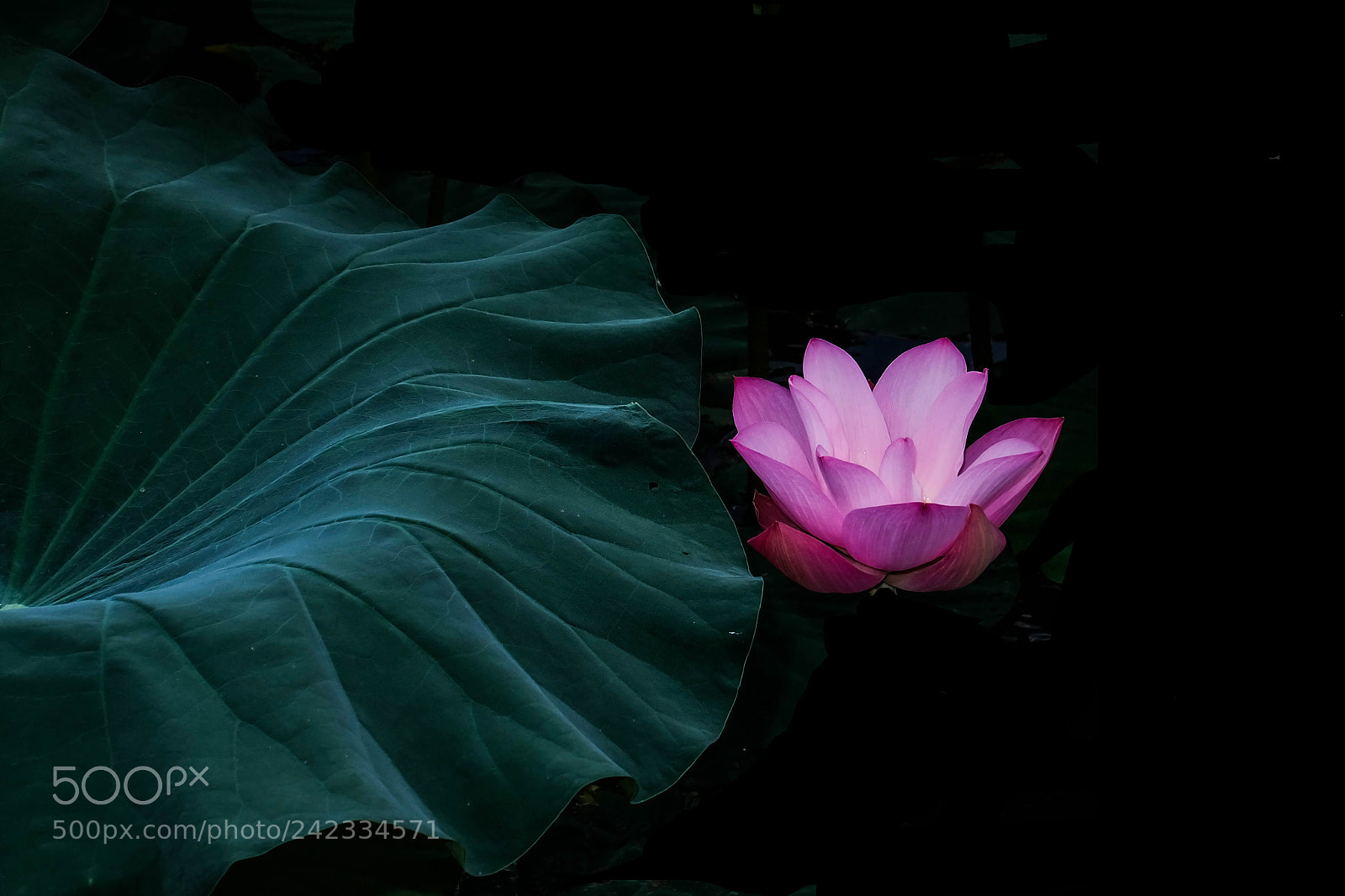 Fujifilm X-A2 sample photo. Lotus photography