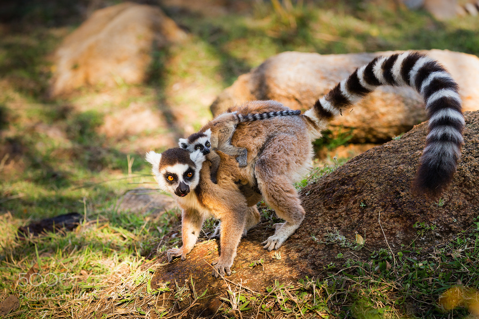 Canon EOS-1D X sample photo. Lemur mum & baby photography
