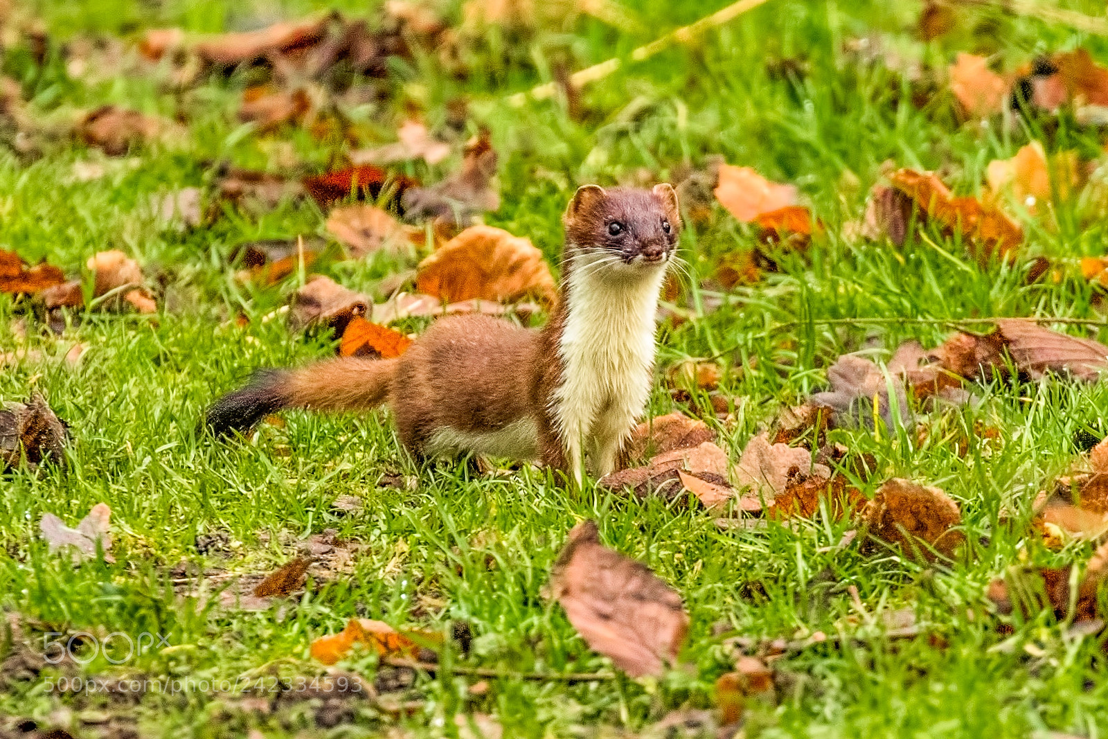 Canon EOS 7D Mark II sample photo. Stoat photography