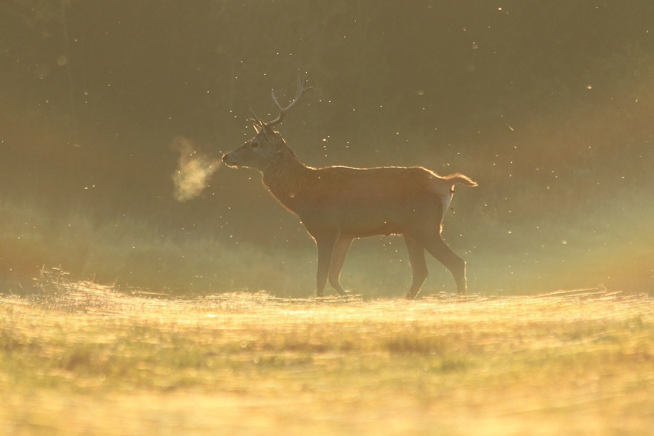 Canon EF 70-300mm F4-5.6 IS USM sample photo. Breath photography