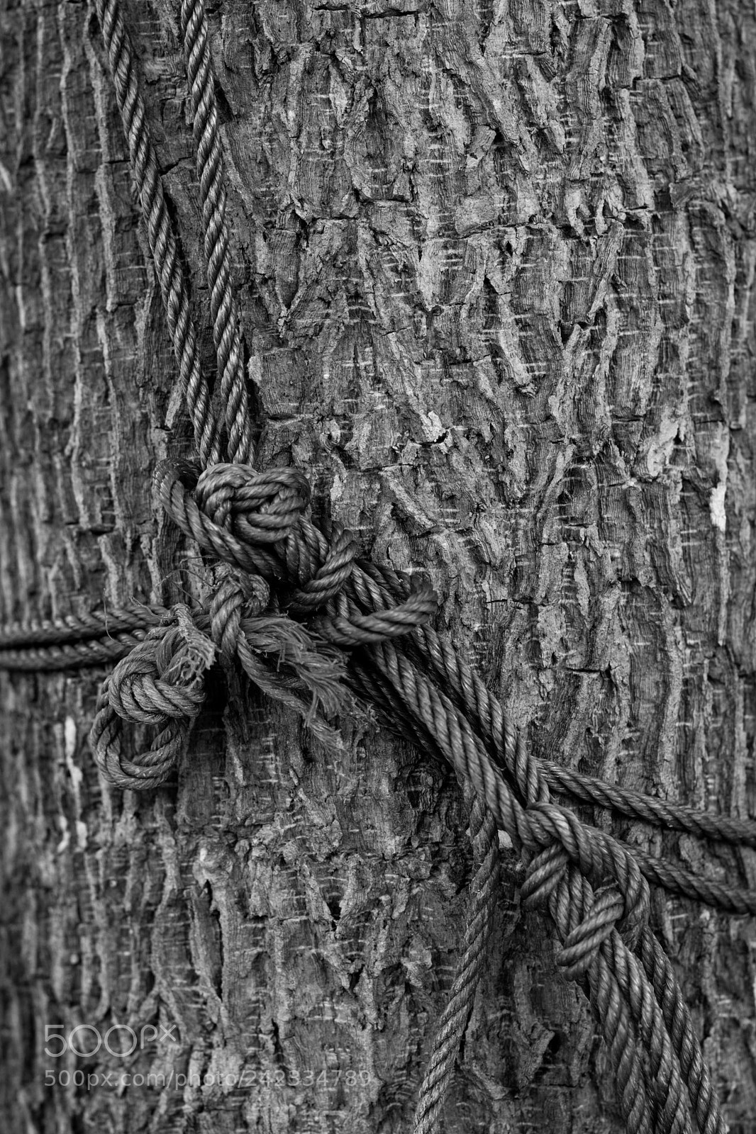 Nikon D7100 sample photo. Of bark and branches photography