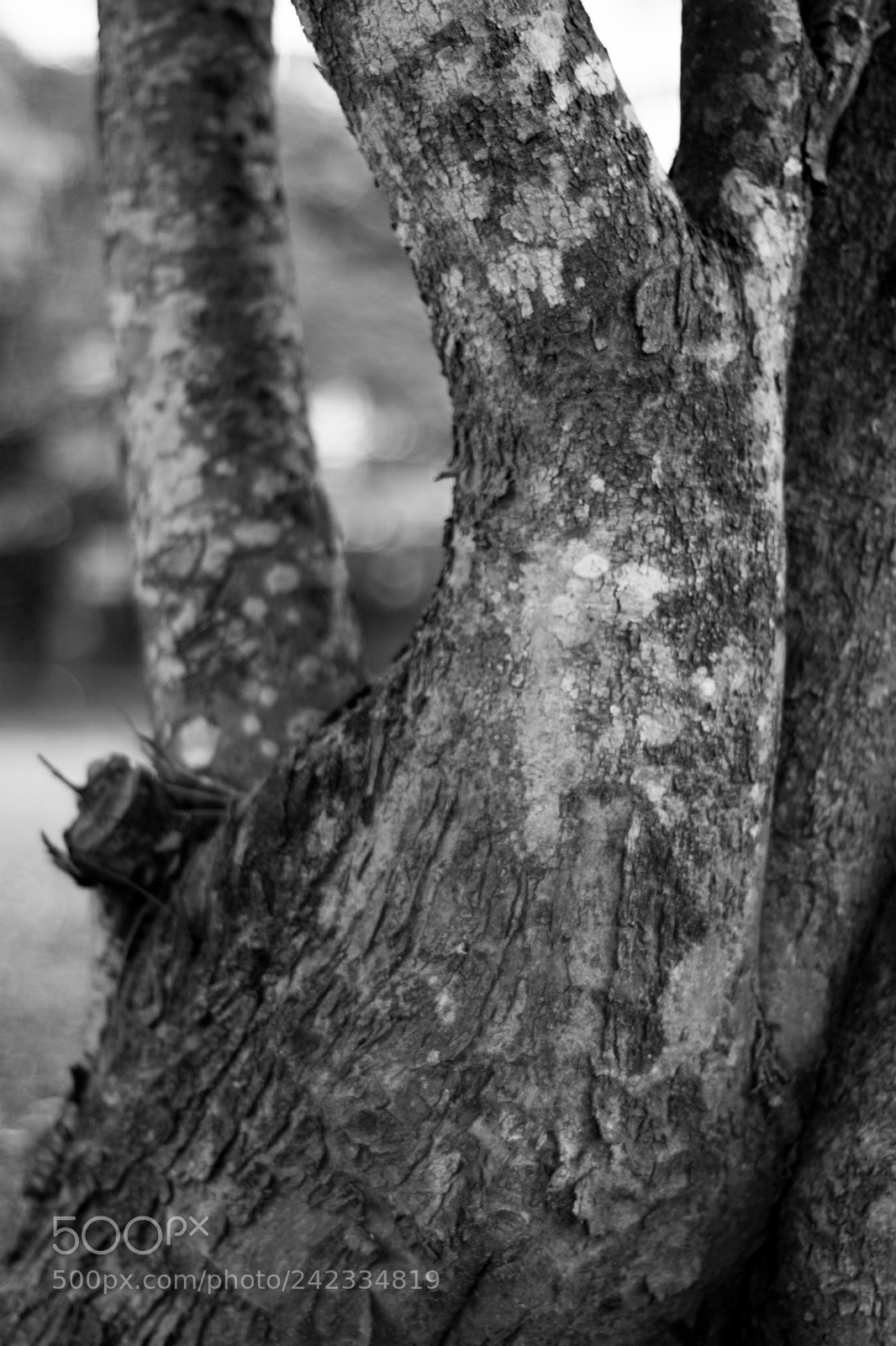 Nikon D7100 sample photo. Of bark and branches photography