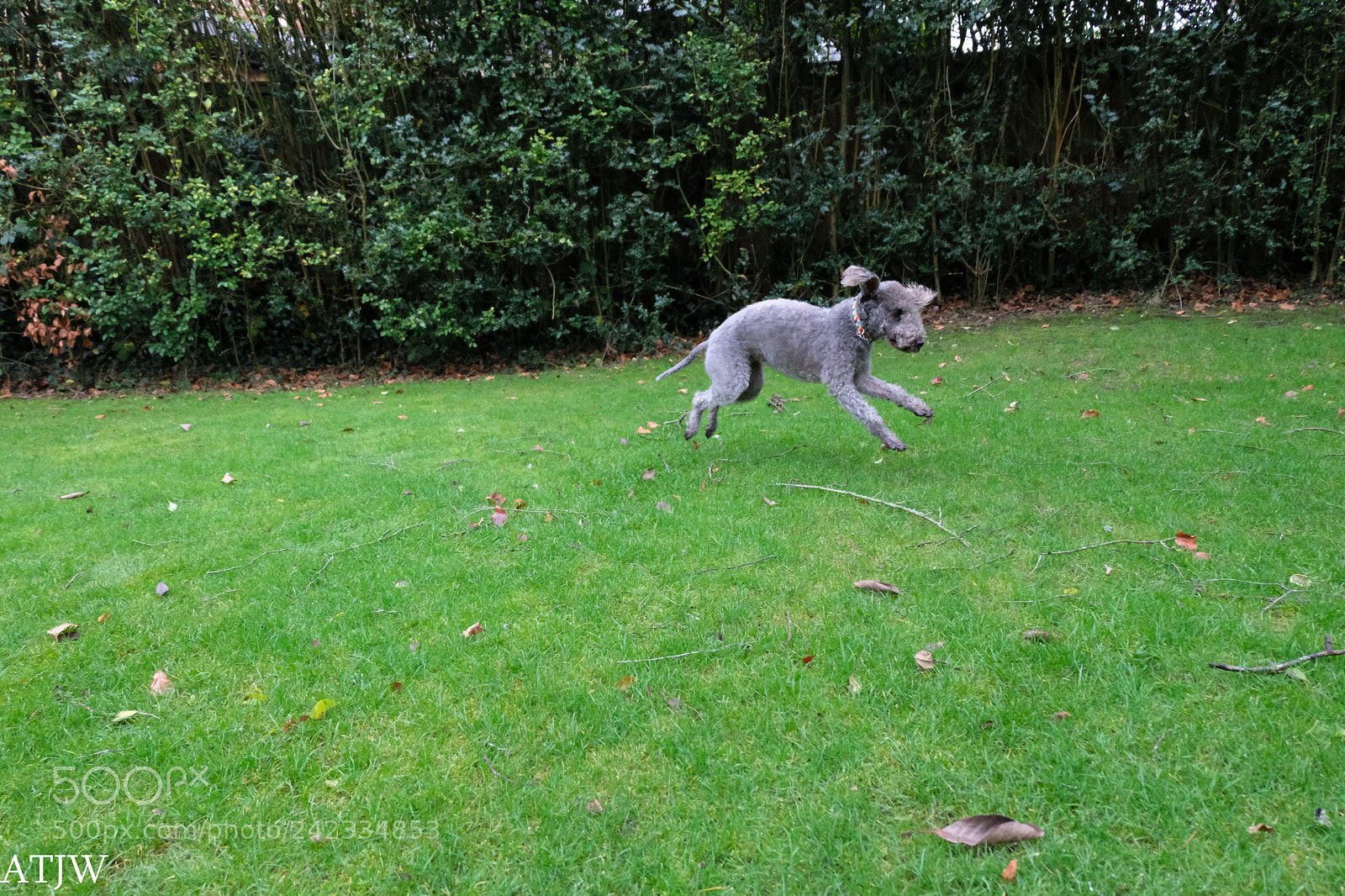 Fujifilm X-T20 sample photo. Tilly (of ) photography