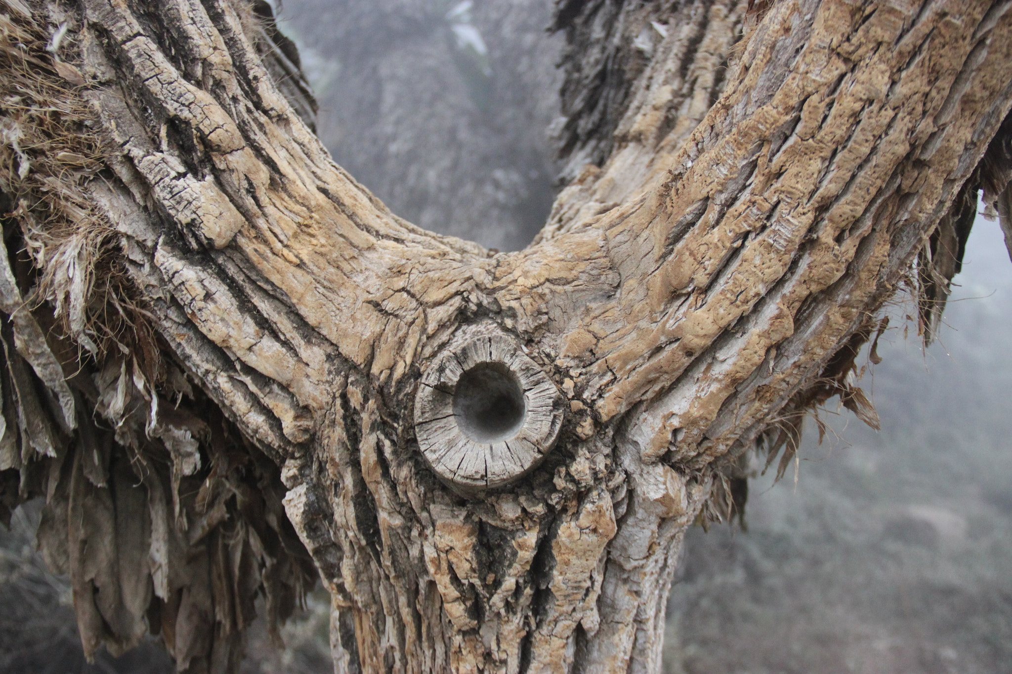 Canon EF-S 18-135mm F3.5-5.6 IS sample photo. Original tree at mount kilimanjaro photography