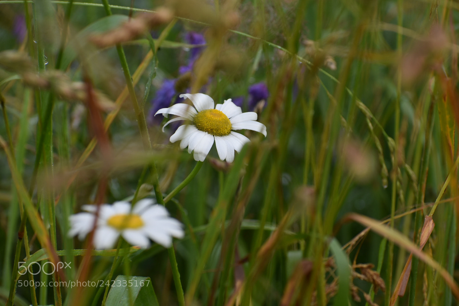 Nikon D3400 sample photo. Spring dream photography