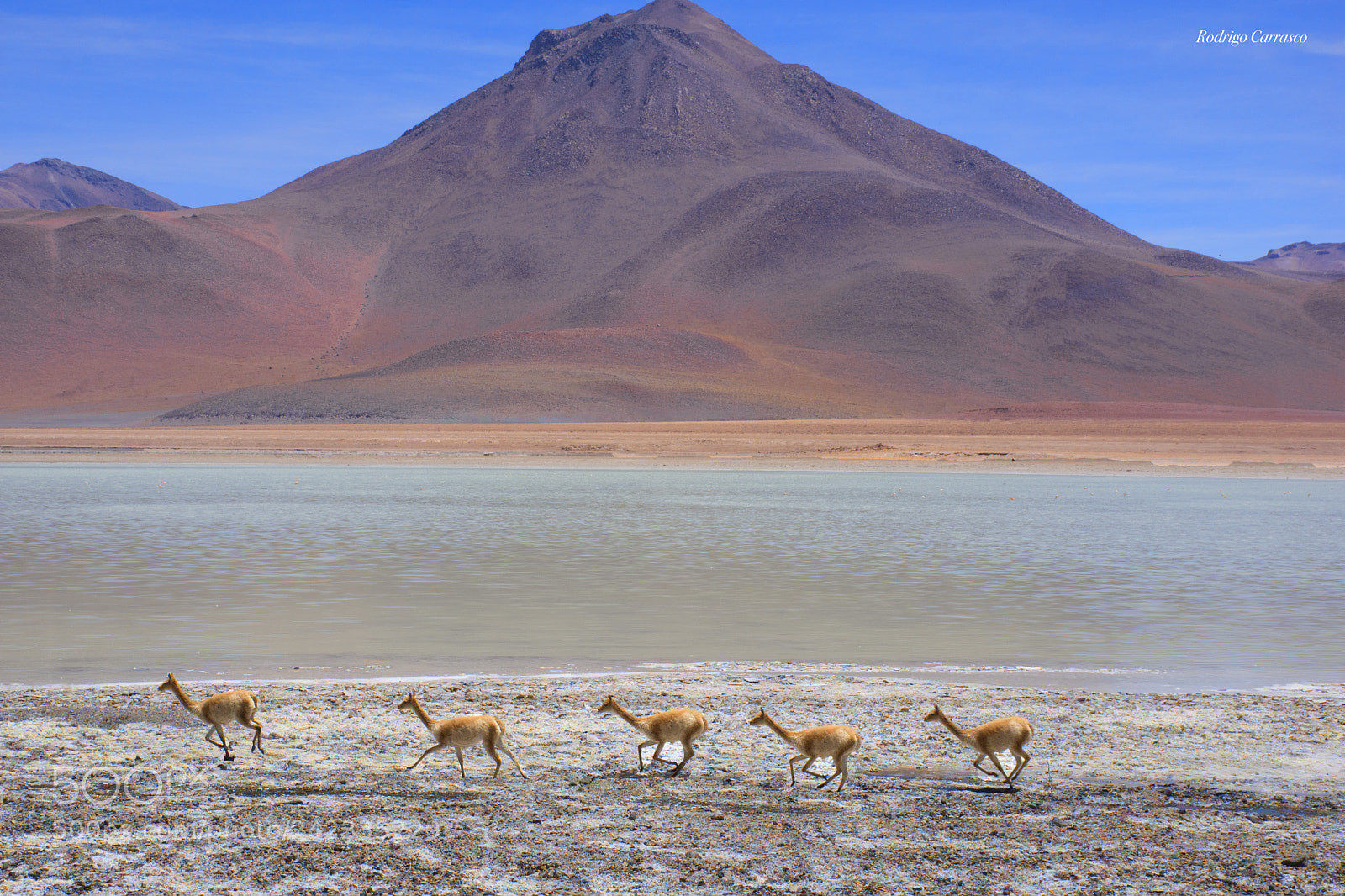 Nikon D7200 sample photo. Vicuna running photography