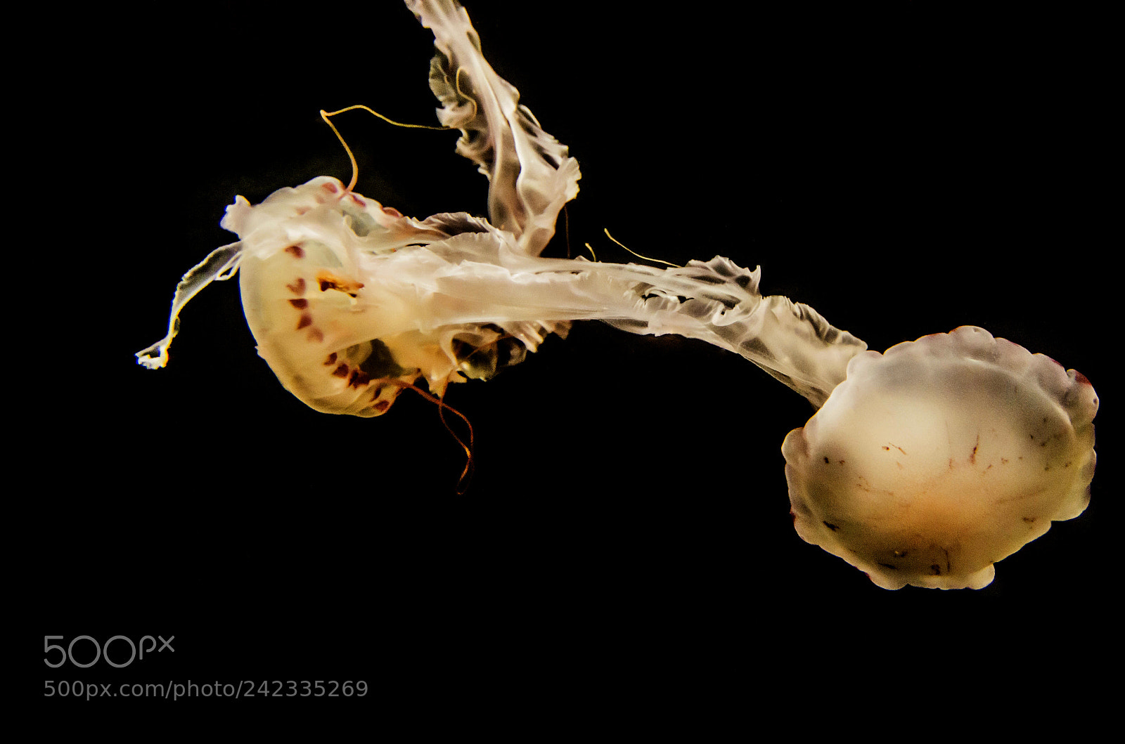 Pentax K-5 sample photo. Jelly dance photography