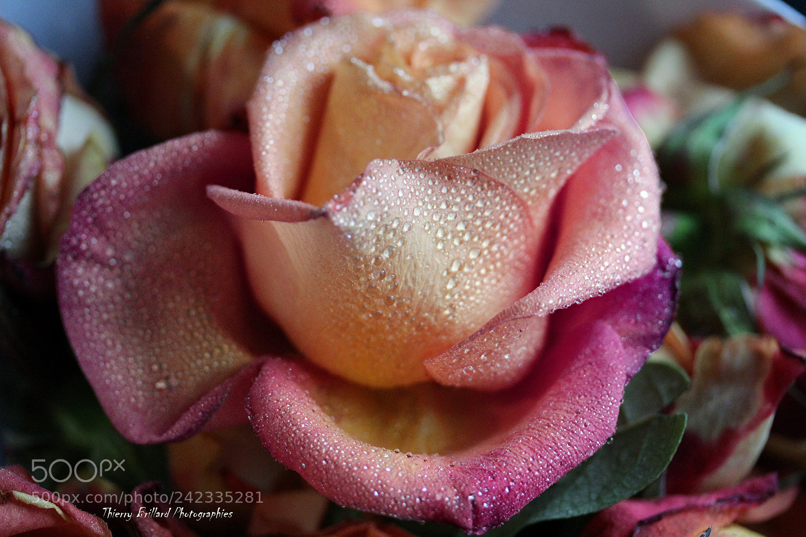 Canon EOS 600D (Rebel EOS T3i / EOS Kiss X5) sample photo. Droplets and rose photography