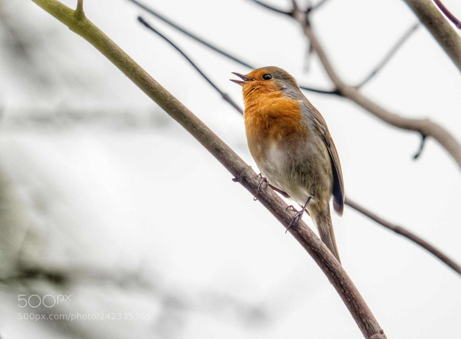Panasonic Lumix DMC-GX8 sample photo. Robin photography