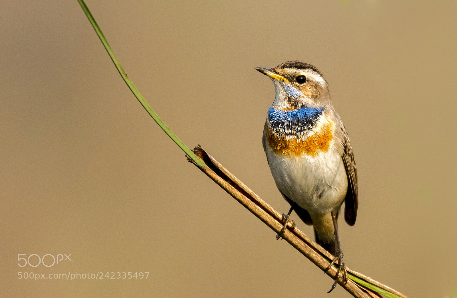 Nikon D500 sample photo. Bluethroat photography