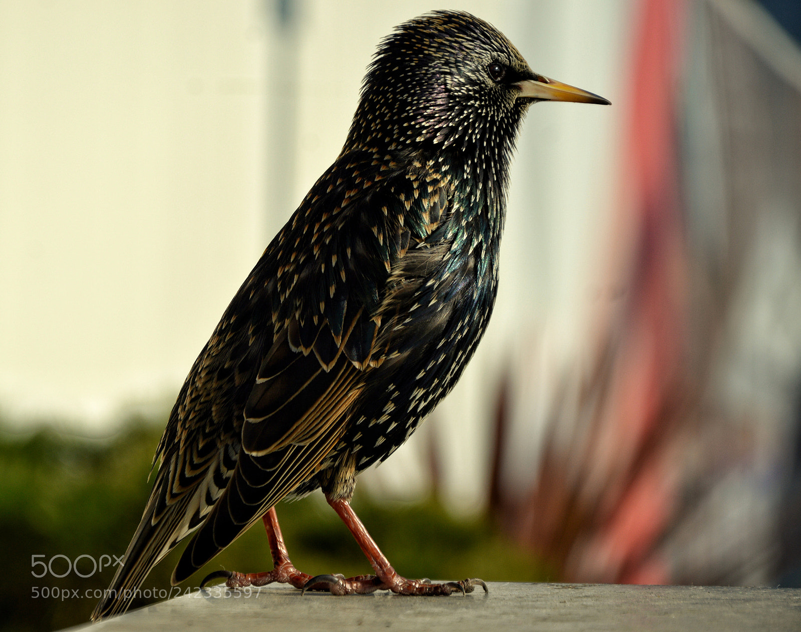 Nikon D3200 sample photo. Little bird photography