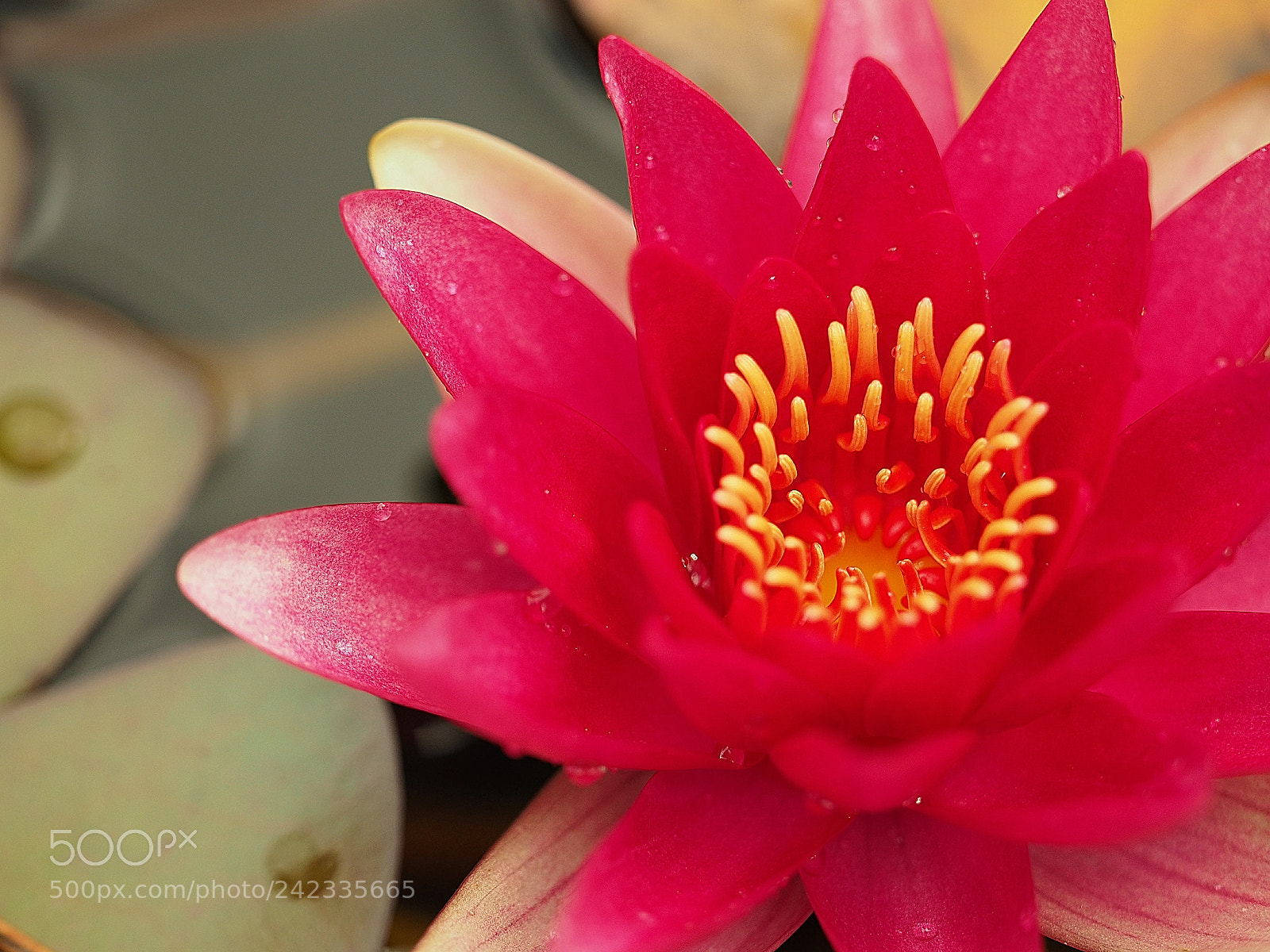 Olympus OM-D E-M1 sample photo. Rose of a water photography