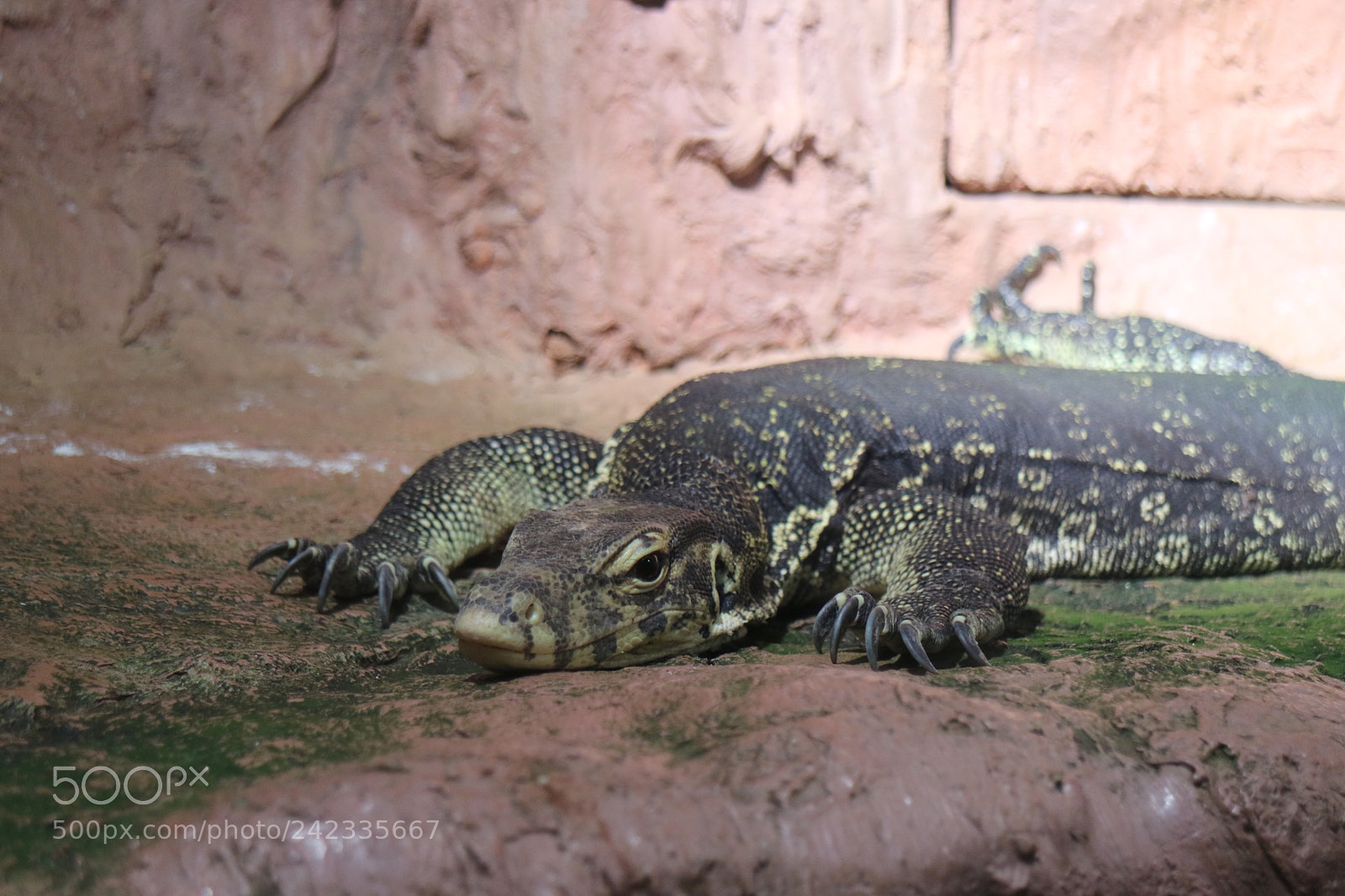 Canon EOS M3 sample photo. Reptile photography