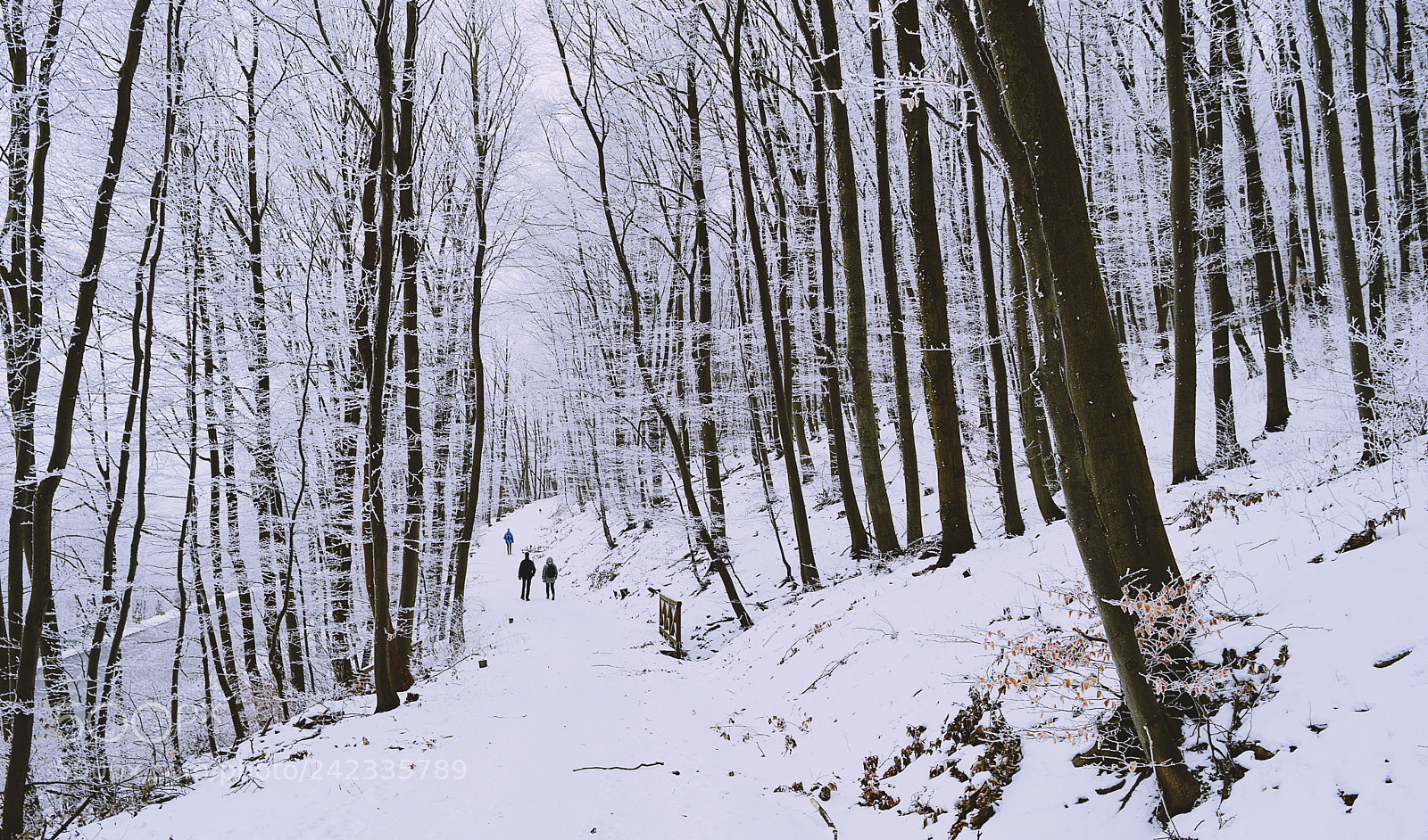 Nikon D3200 sample photo. Winter walk photography