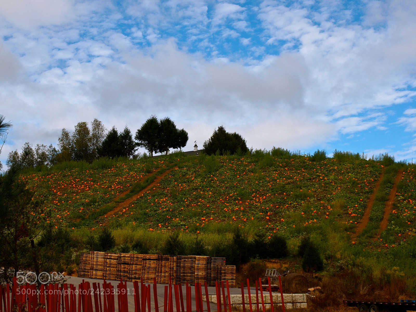 Olympus E-5 sample photo. Pumpkin farm photography