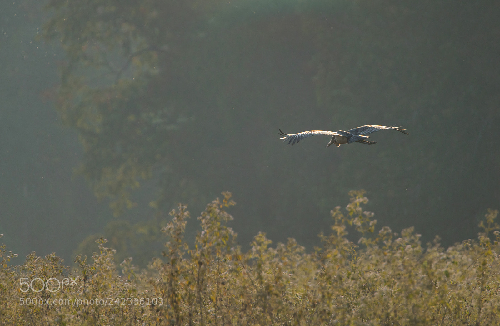 Sony a99 II sample photo. Lesser adjutant stork photography