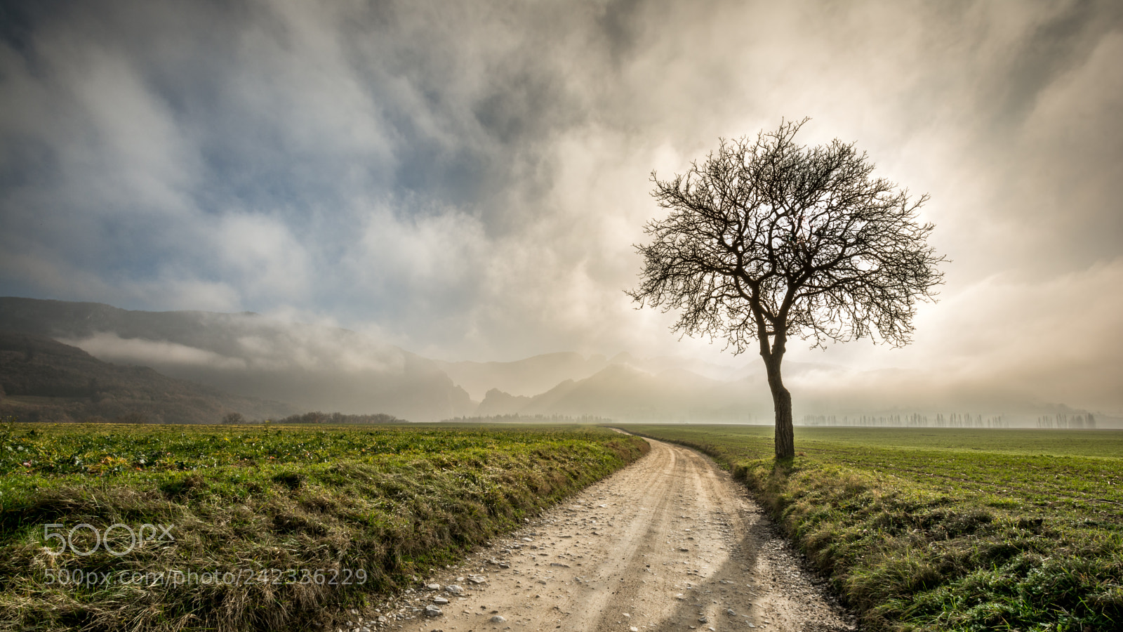 Nikon D7100 sample photo. Quand le soleil tente photography