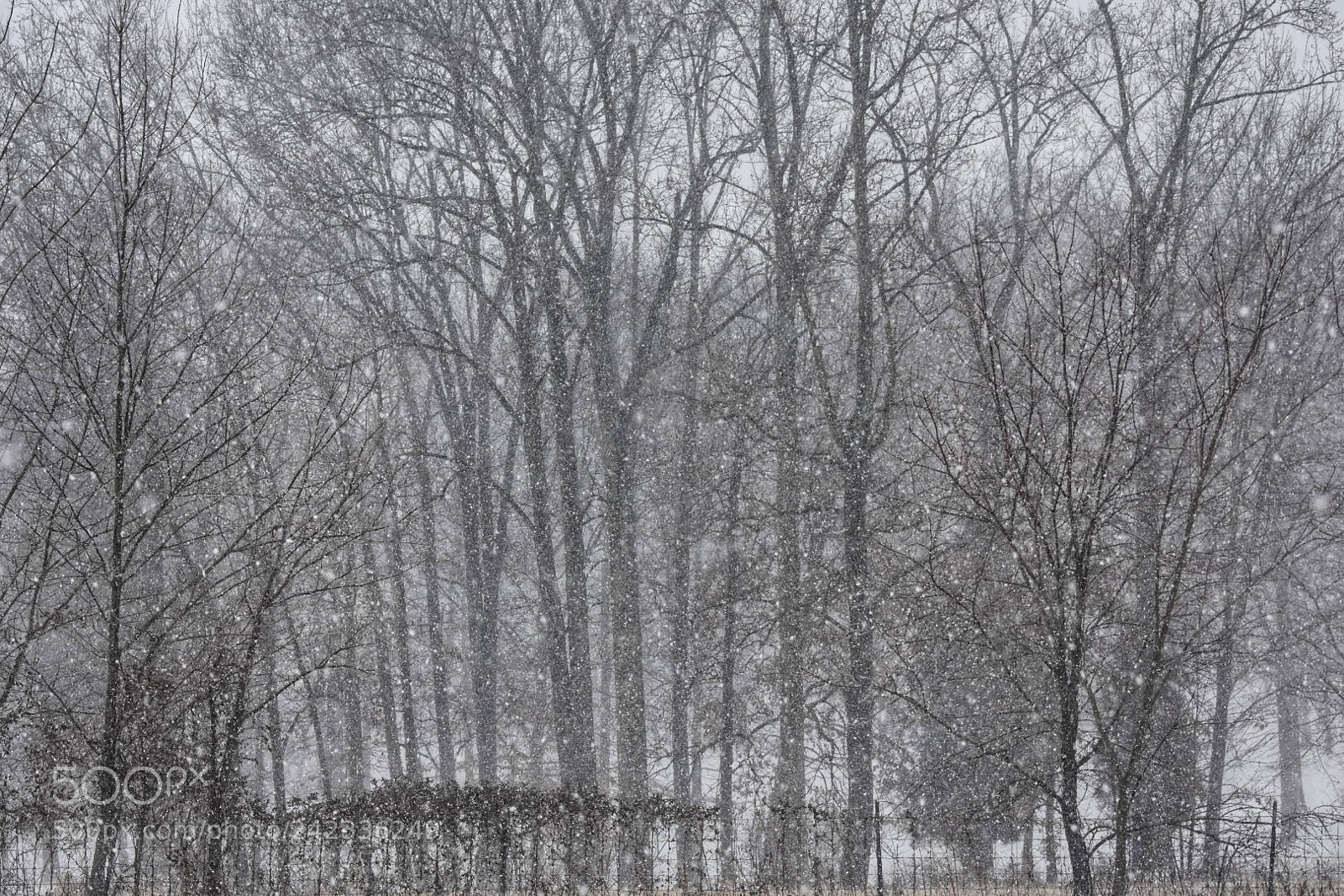Nikon D3400 sample photo. January snow photography