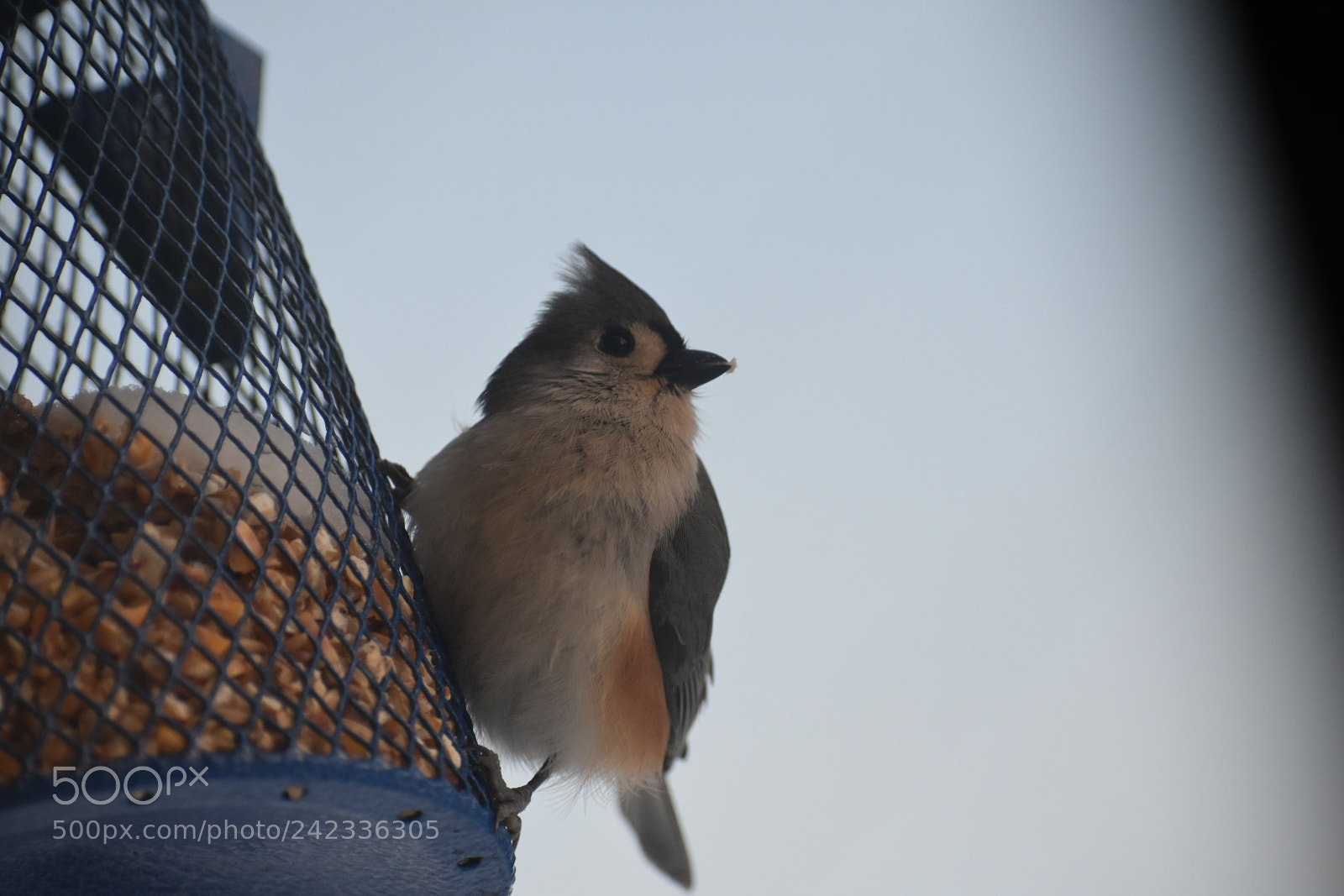 Nikon D3400 sample photo. Titmouse photography