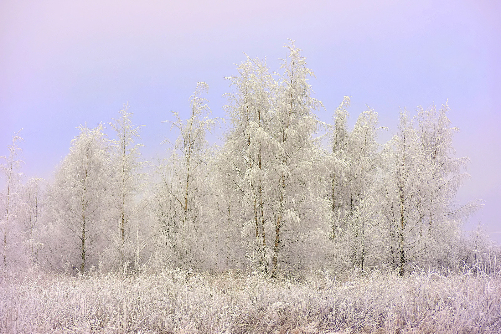 Nikon D3400 sample photo. Winter colors photography