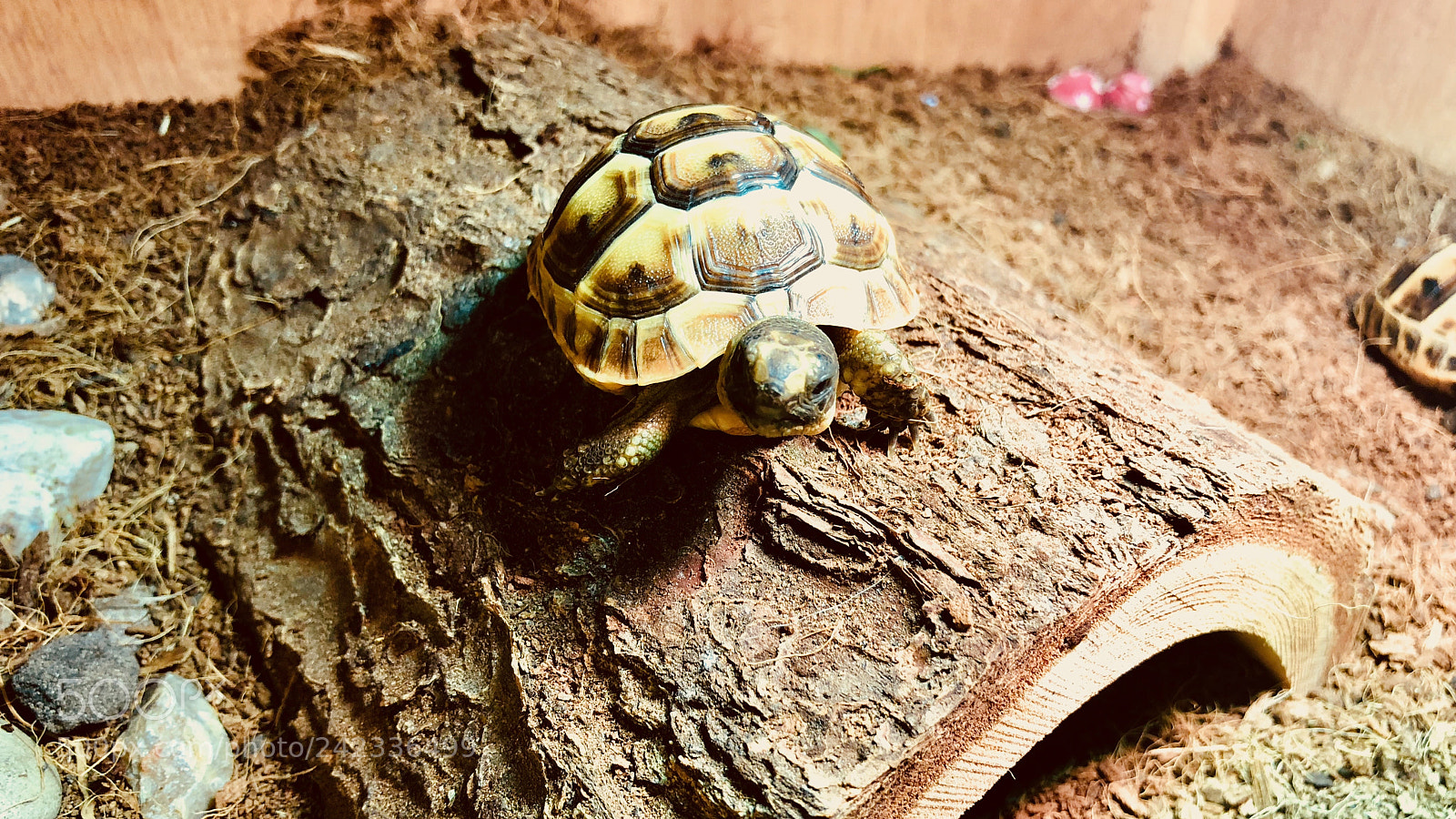Apple iPhone 8 Plus sample photo. Sylvie morty - the photography