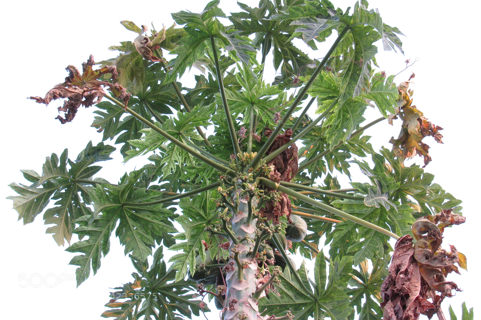 Canon PowerShot SX520 HS sample photo. White background tree photography
