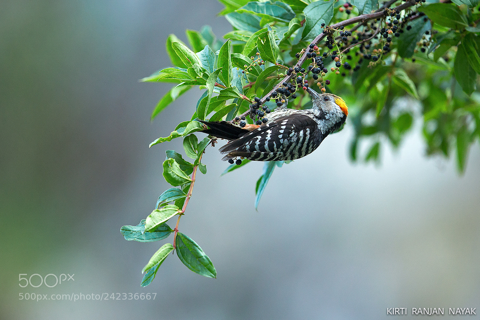 Canon EOS-1D X sample photo. Brown-fronted woodpecker photography