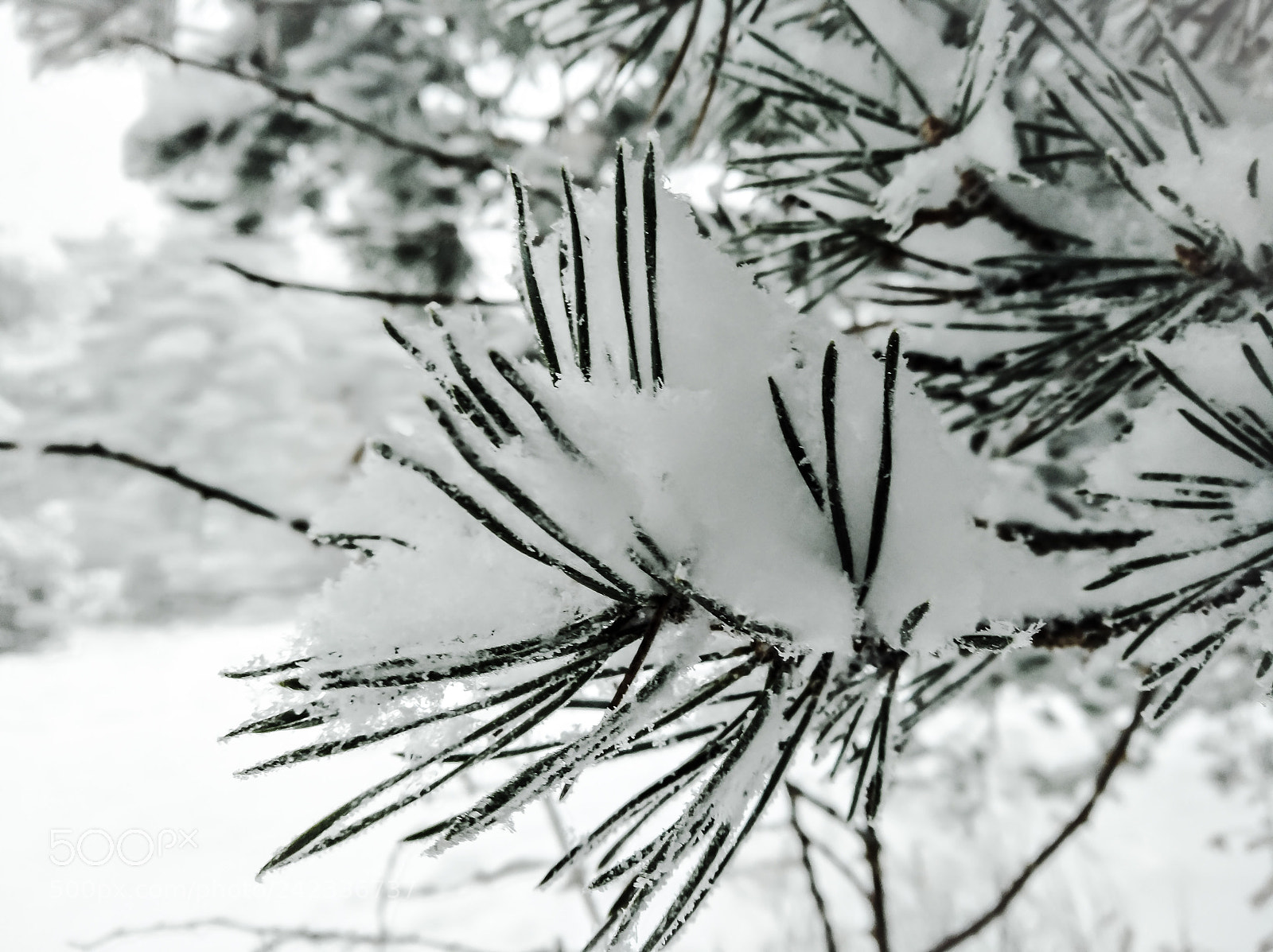 HUAWEI nova sample photo. Snowed tree photography