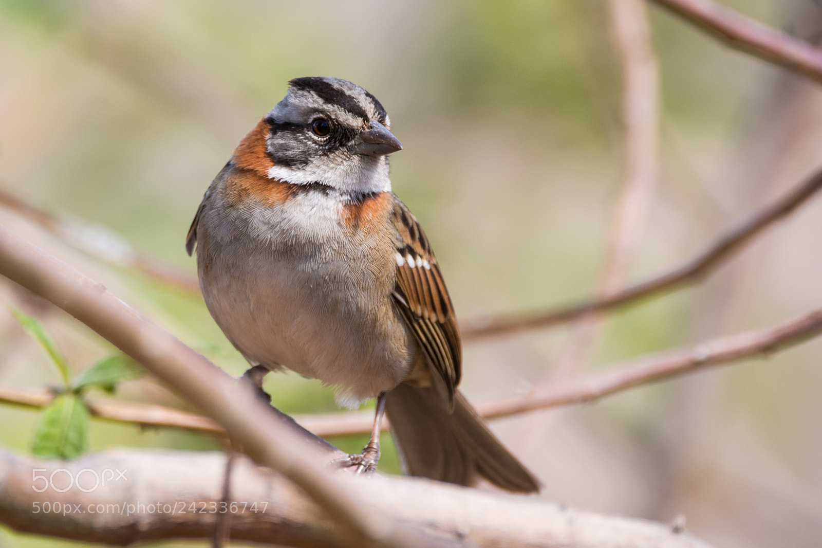 Nikon D7100 sample photo. Tico-tico rufous collared sparrow photography