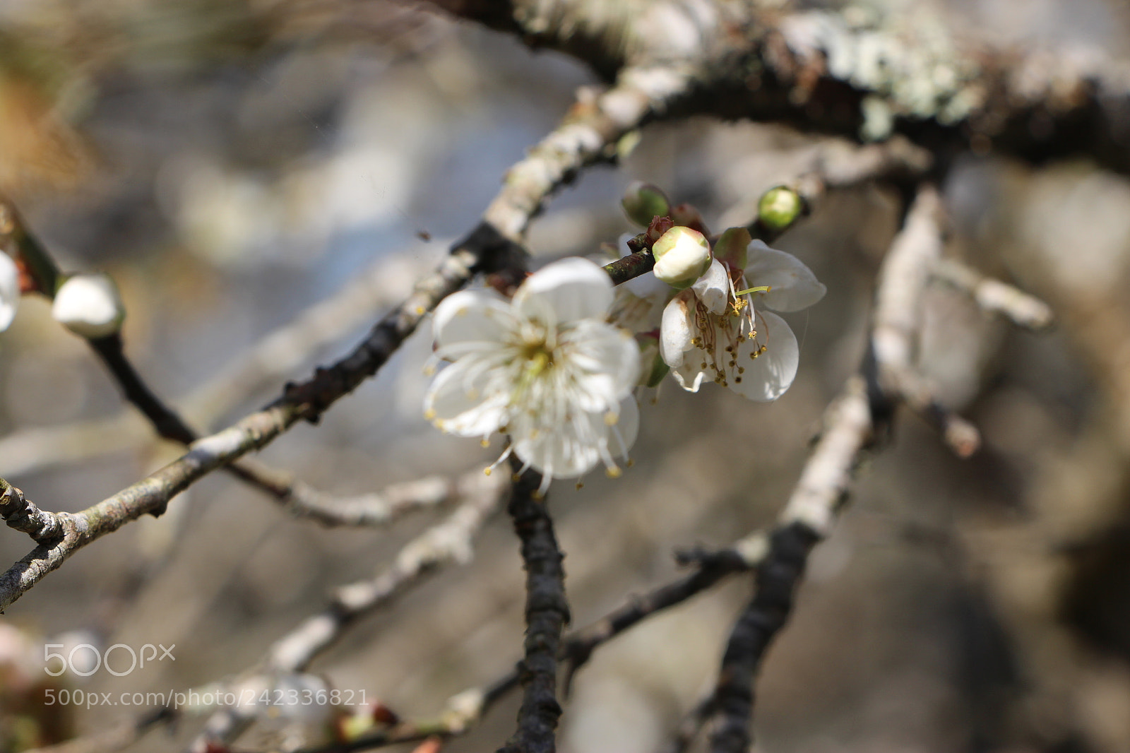 Canon EOS 650D (EOS Rebel T4i / EOS Kiss X6i) sample photo. Flower photography