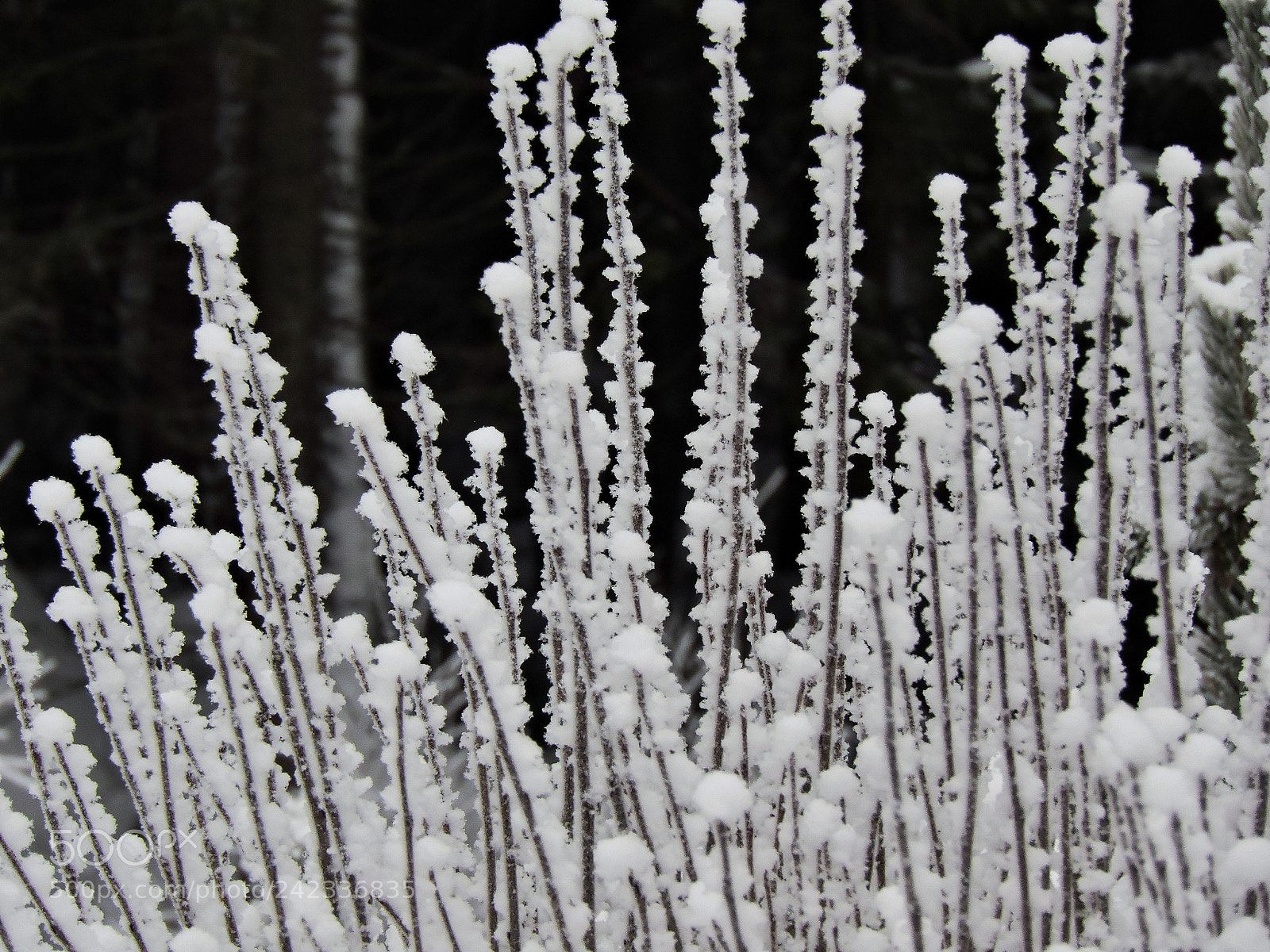 Nikon Coolpix P600 sample photo. Snowy bush photography