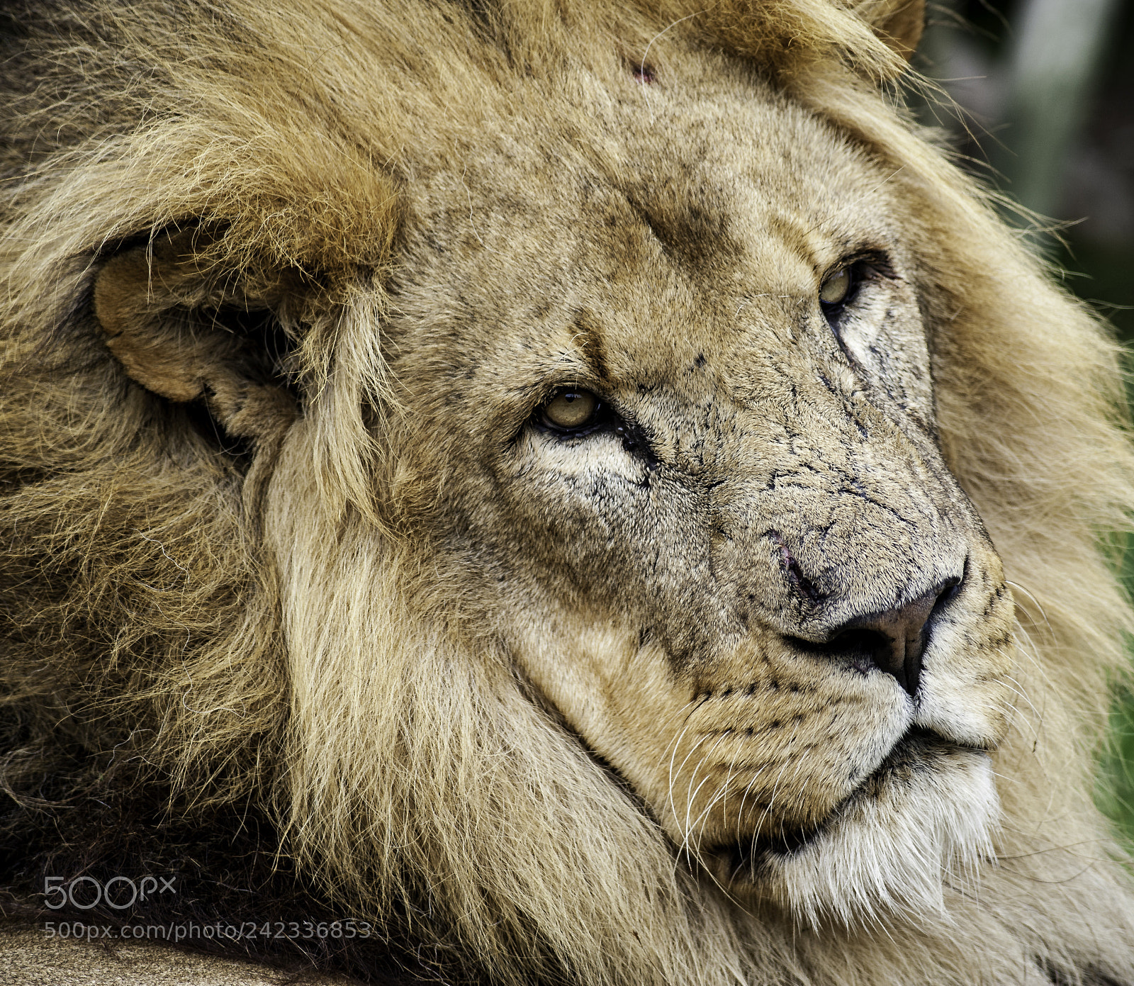 Nikon D700 sample photo. Lion series photography
