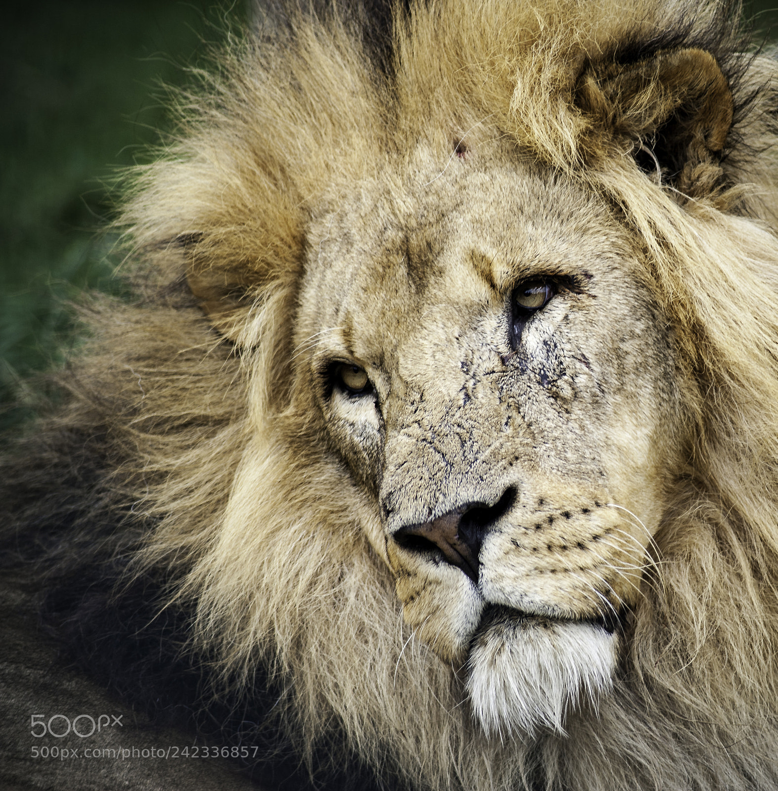 Nikon D700 sample photo. Lion series photography