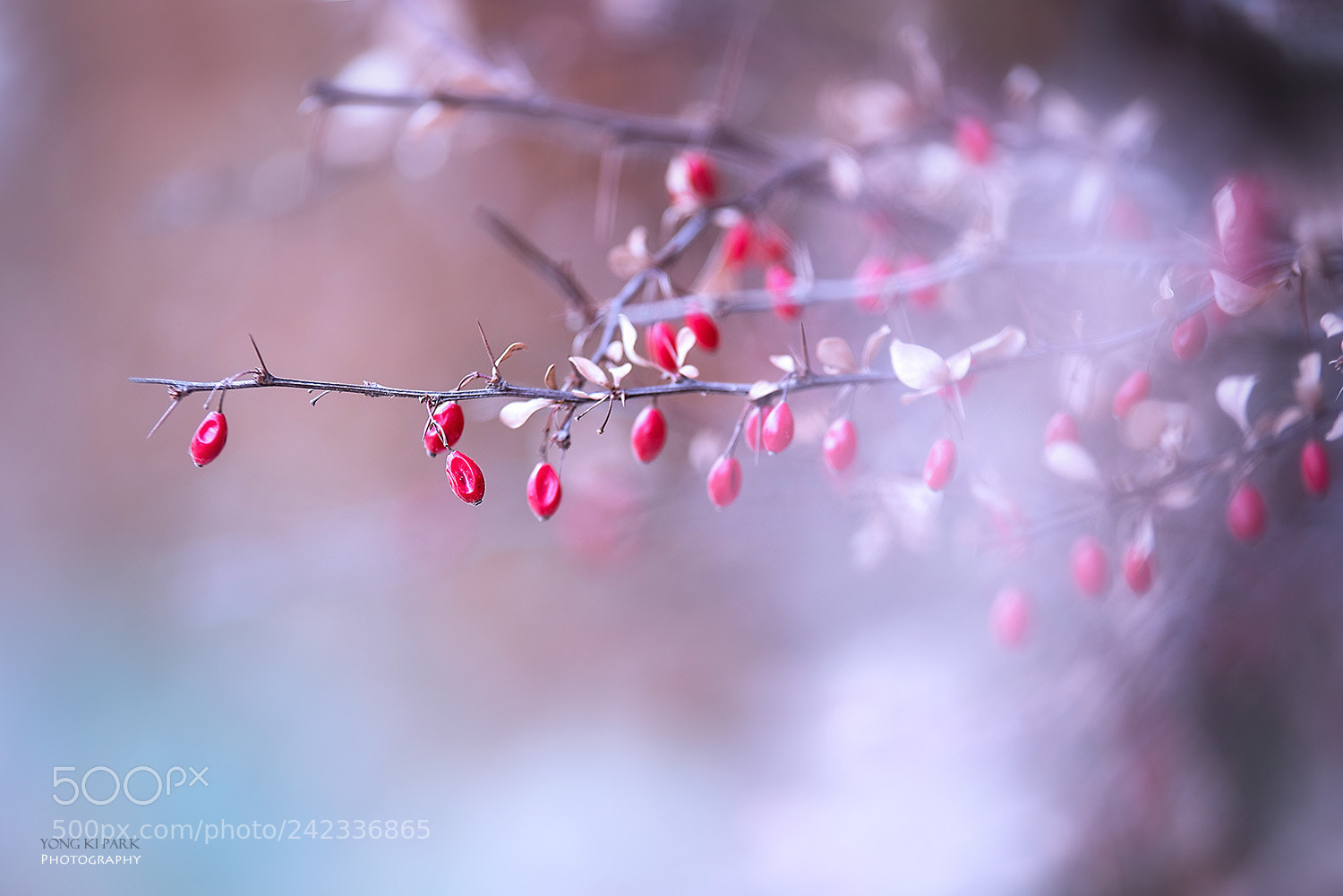 Pentax K-1 sample photo. The trace of the photography