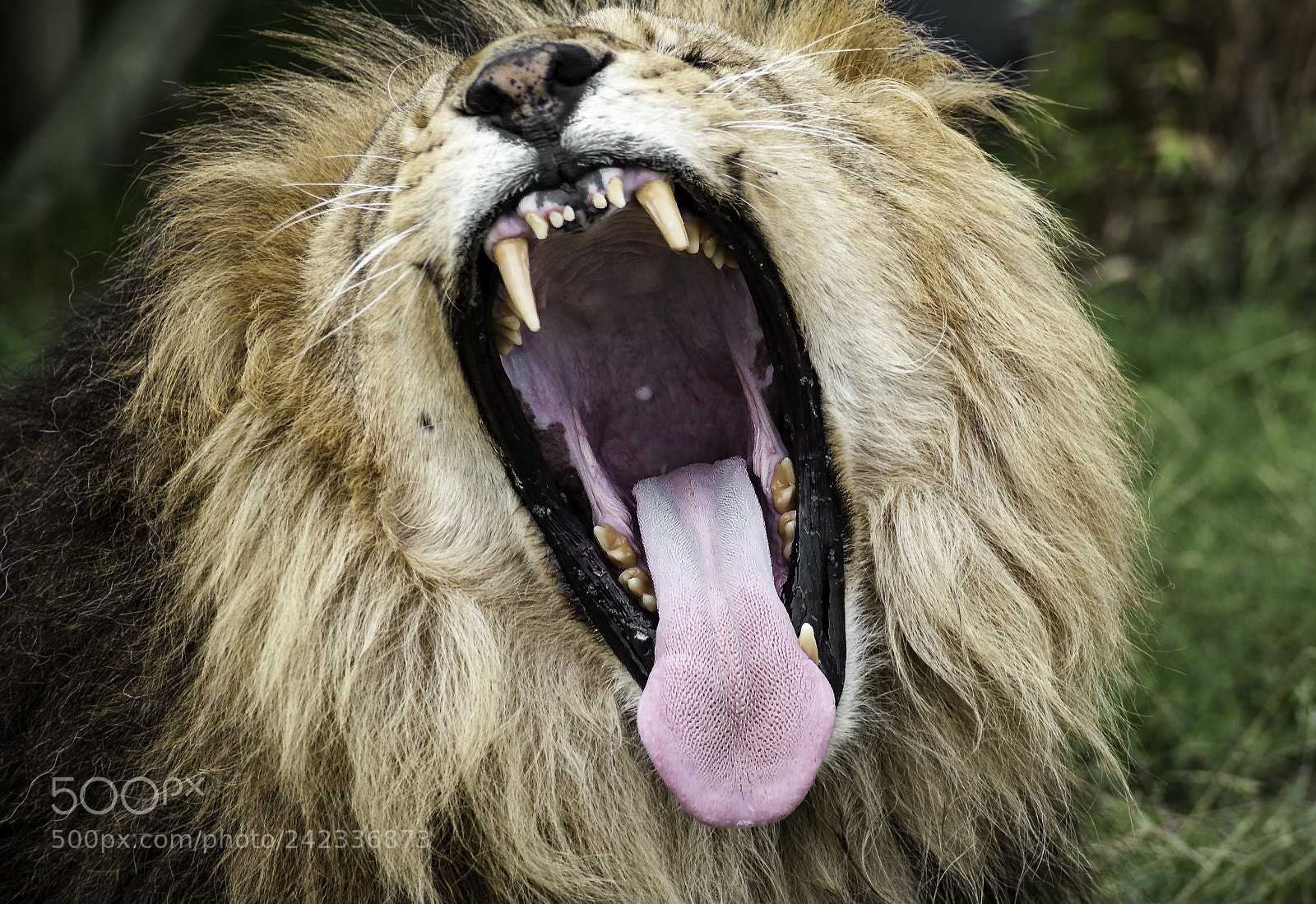 Nikon D700 sample photo. Lion series photography