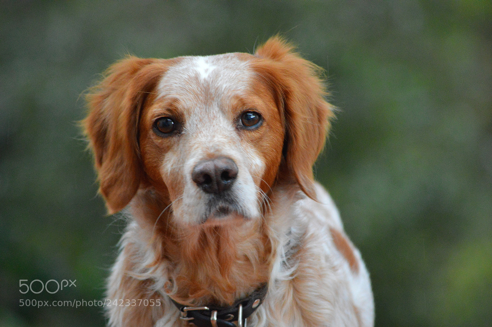 Nikon D3200 sample photo. Hi, i'm wiscky! photography