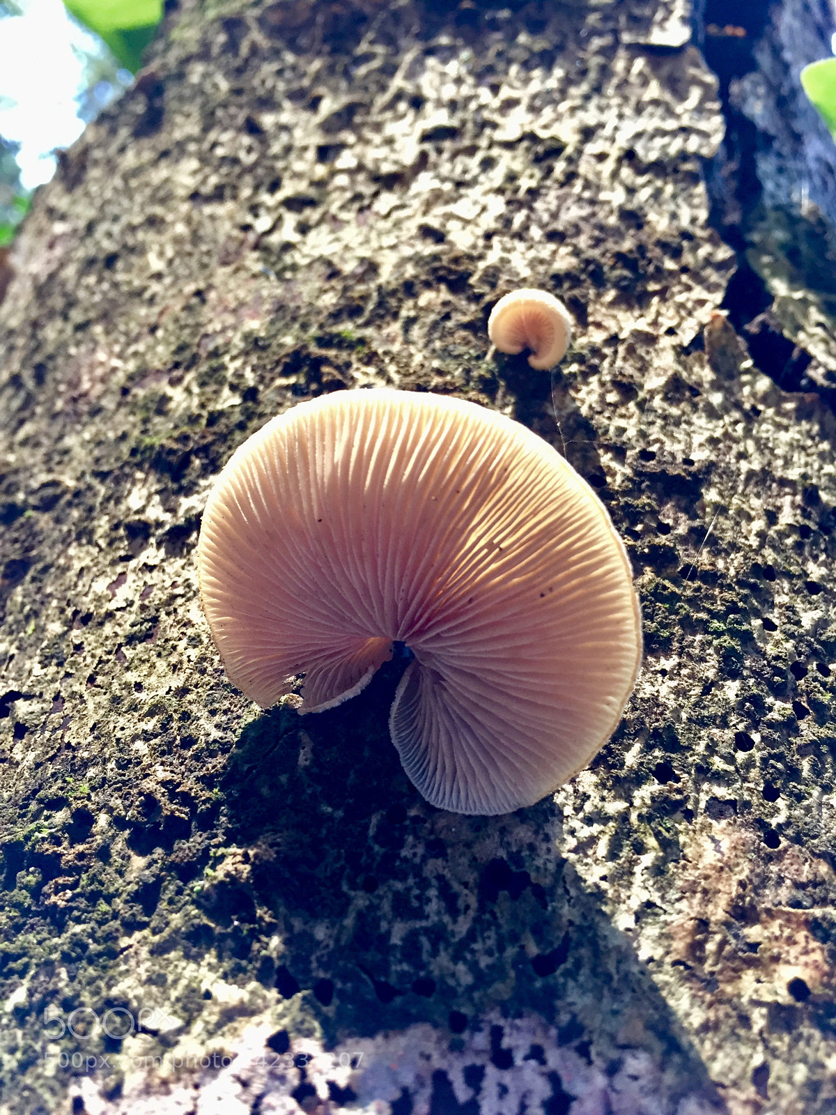 Apple iPhone 6 sample photo. Untitled photography