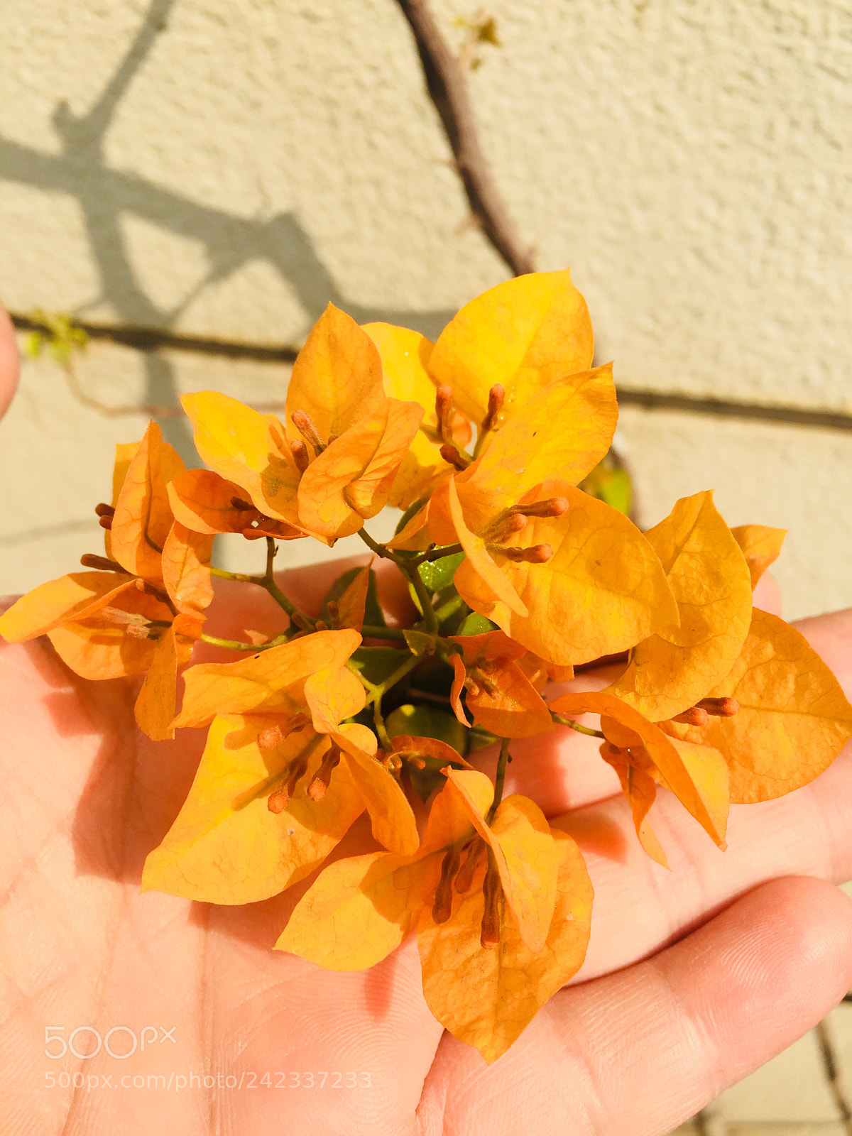 Apple iPhone 6 sample photo. Untitled photography