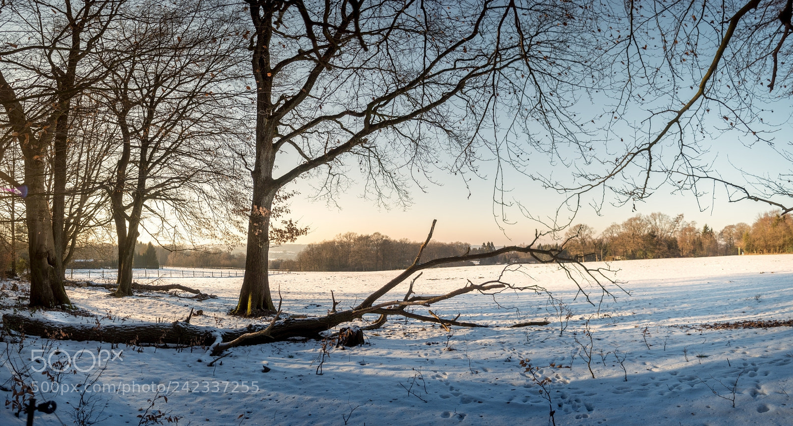 Sony SLT-A68 sample photo. Fallen tree in the photography