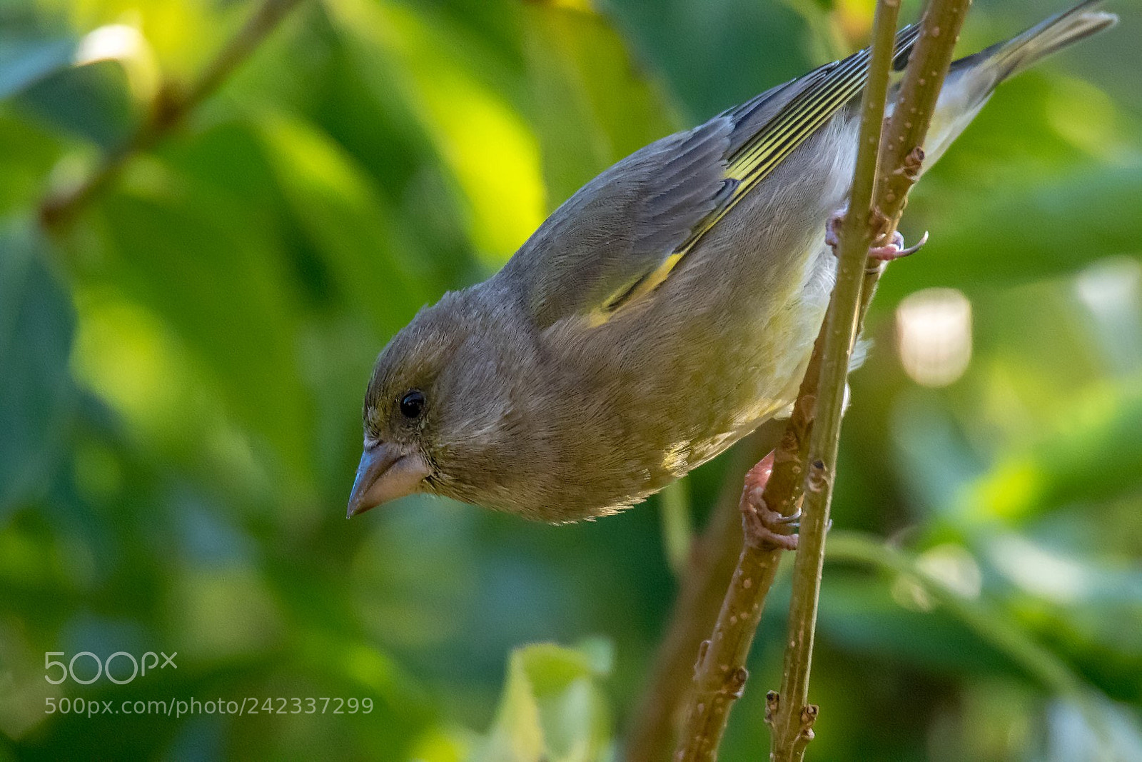 Canon EOS 7D Mark II sample photo. Carduelis chloris photography