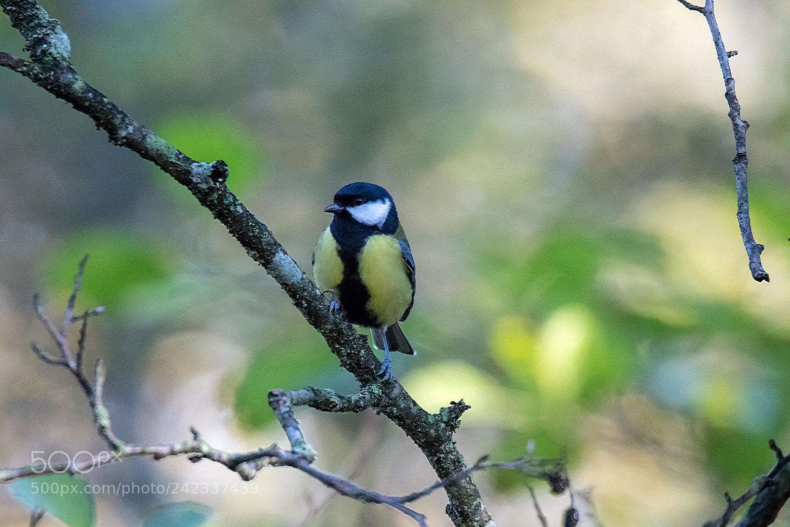 Canon EOS 7D Mark II sample photo. Parus major photography