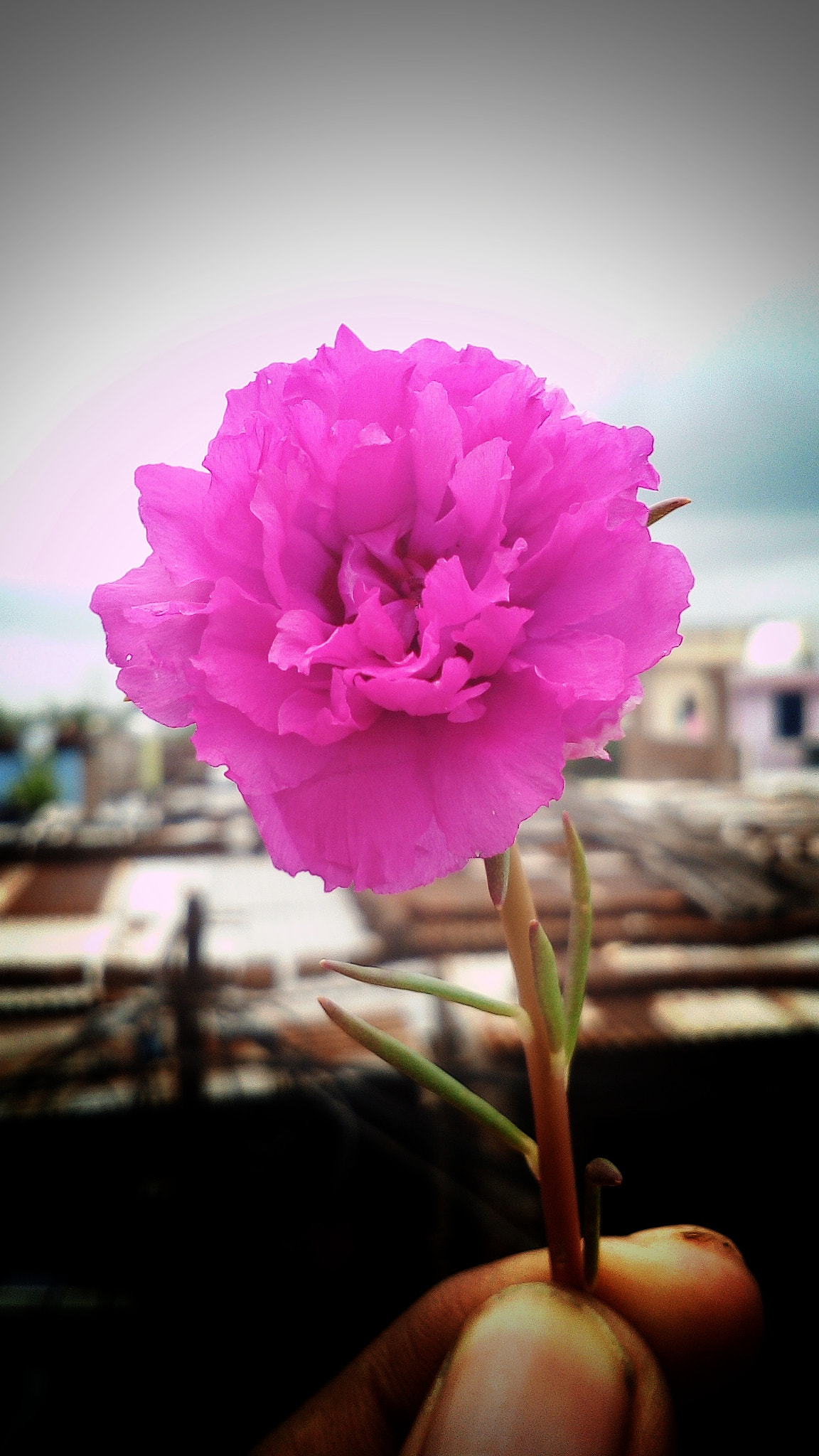vivo Y21 sample photo