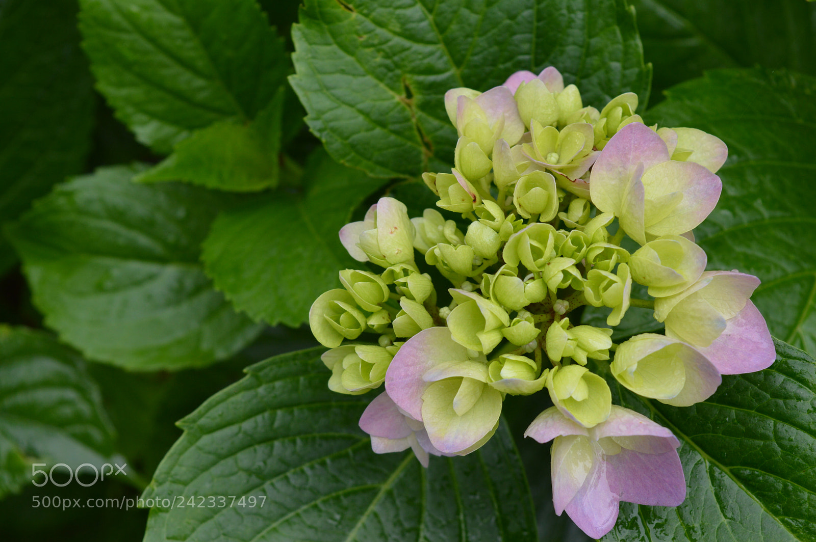 Nikon D3200 sample photo. Beautiful buds.!! photography