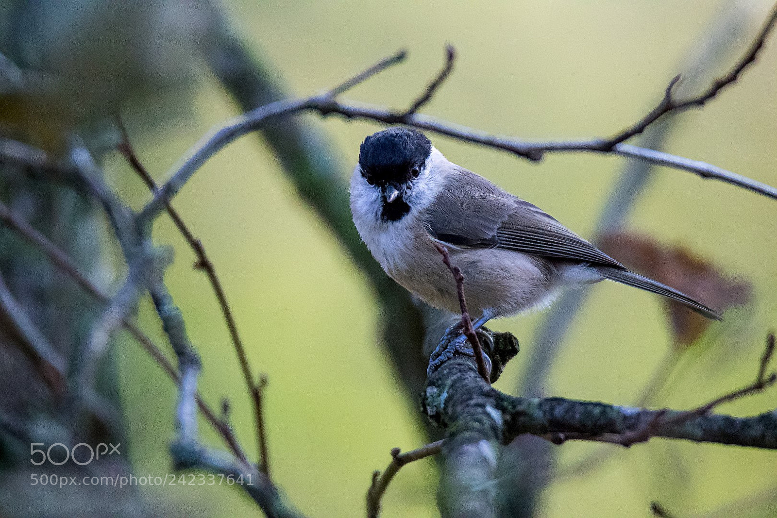 Canon EOS 7D Mark II sample photo. Parus palustris photography