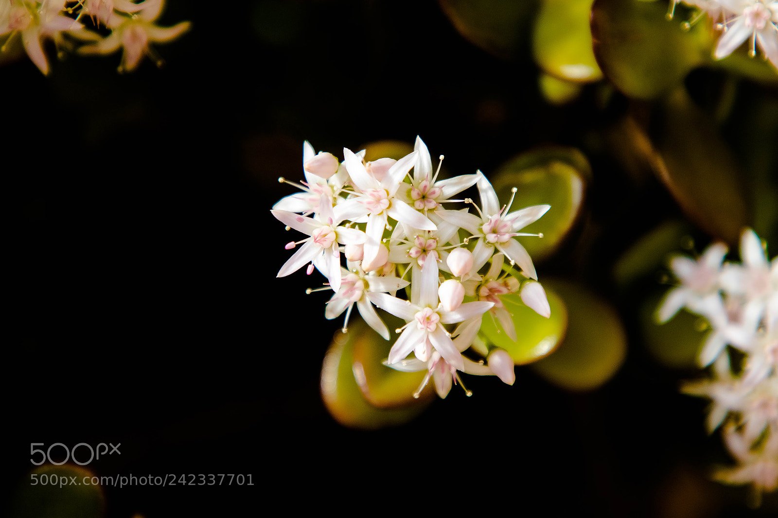Canon EOS 7D Mark II sample photo. Fioritura photography