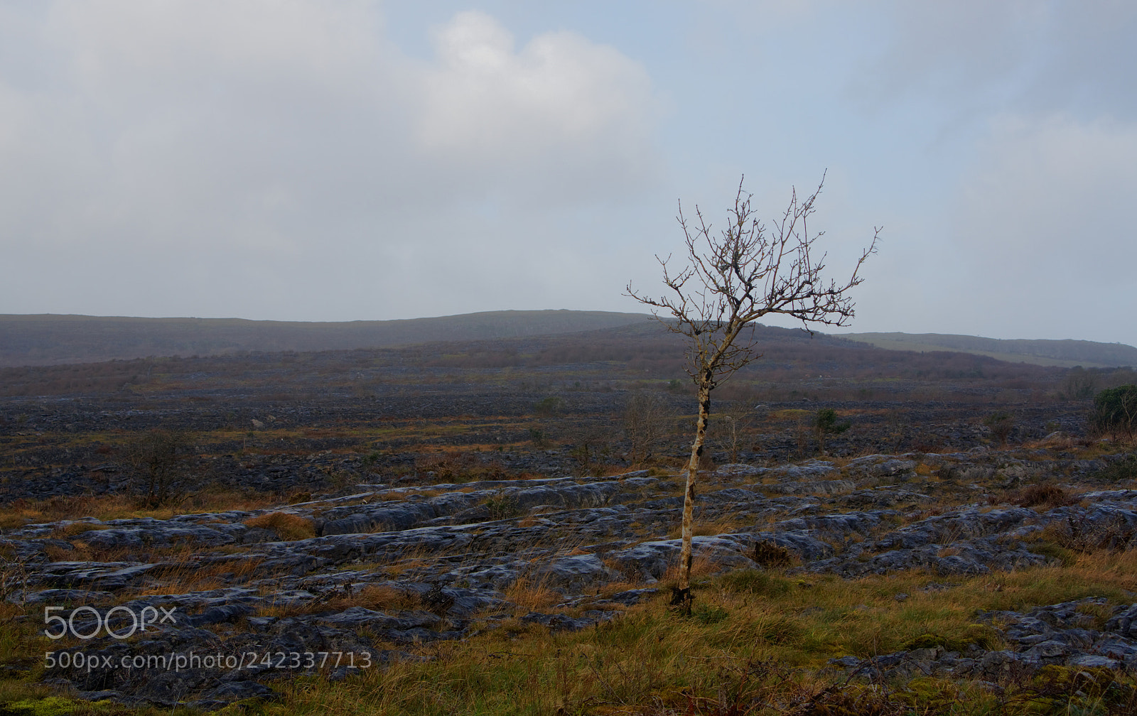 Sony Alpha DSLR-A580 sample photo. Lonely photography