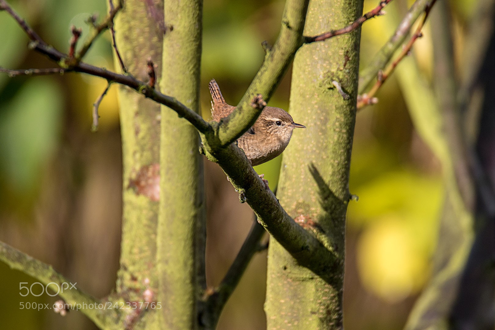Canon EOS 7D Mark II sample photo. Troglodytes troglodytes photography