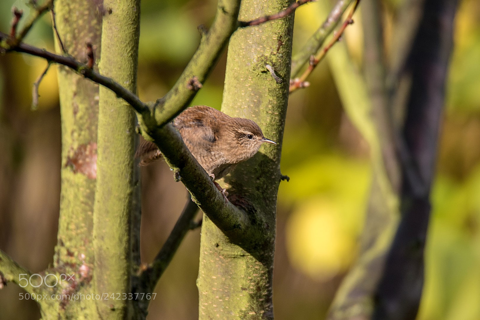 Canon EOS 7D Mark II sample photo. Troglodytes troglodytes photography
